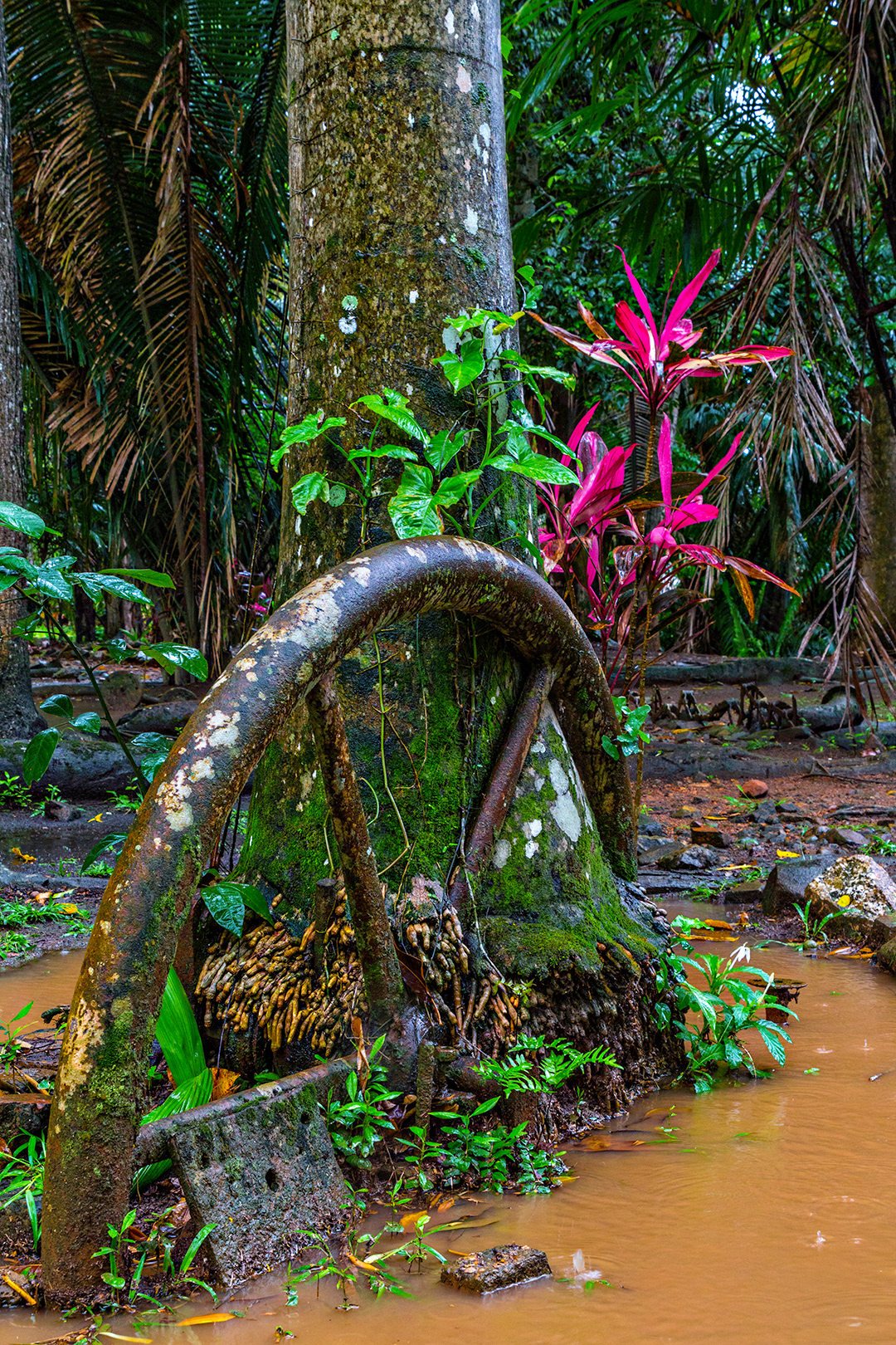 The Serpon Sugar Mill was abandoned by 1910, when more profitable sugar cane operations were established in other districts of Belize. It never ceases to amaze me how the jungle reclaims its territory. Everywhere roots, and flywheels, and tree trunks, and cogs are intertwined.
