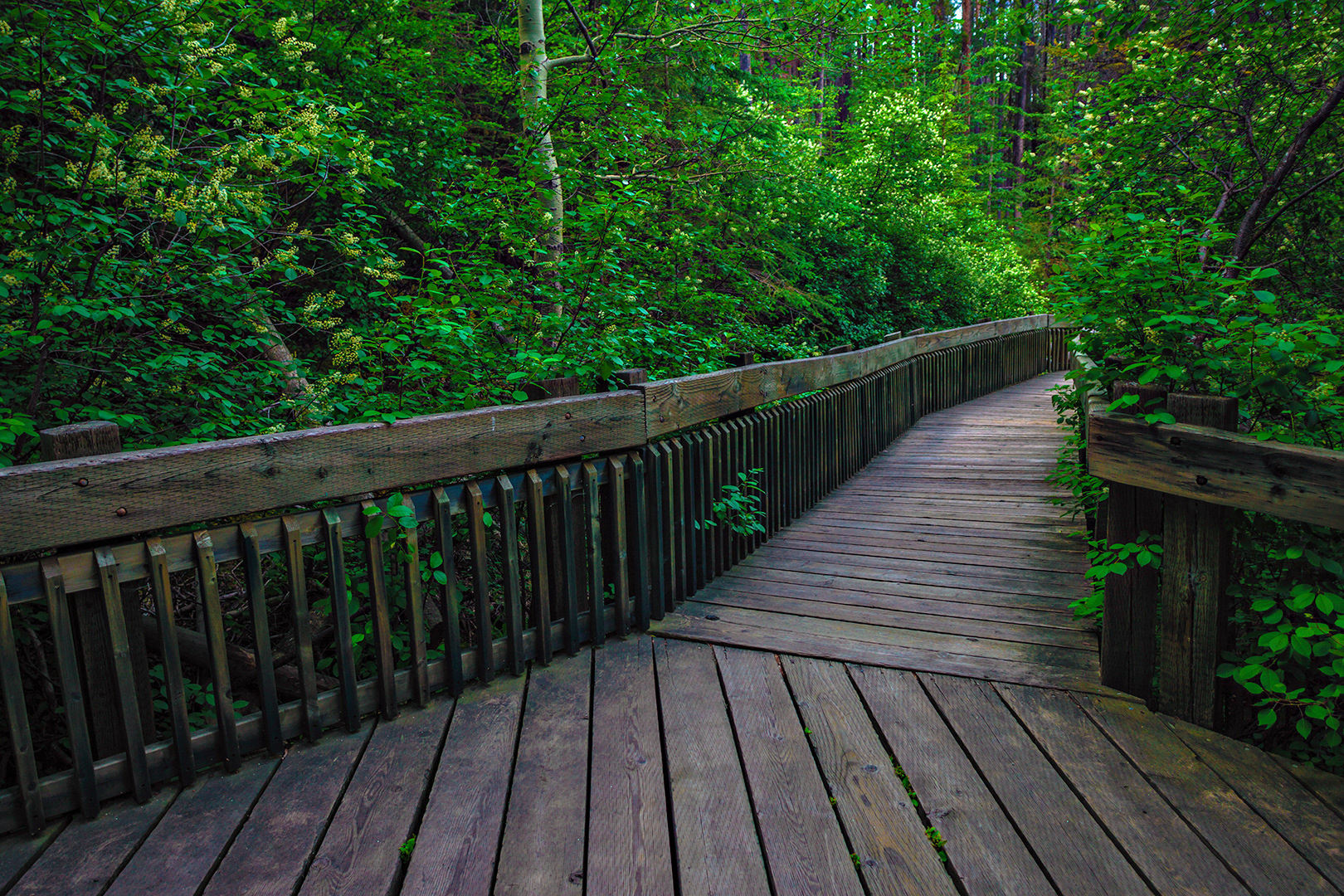 Boardwalk trail near the Cave and Basin in Banff National Park.