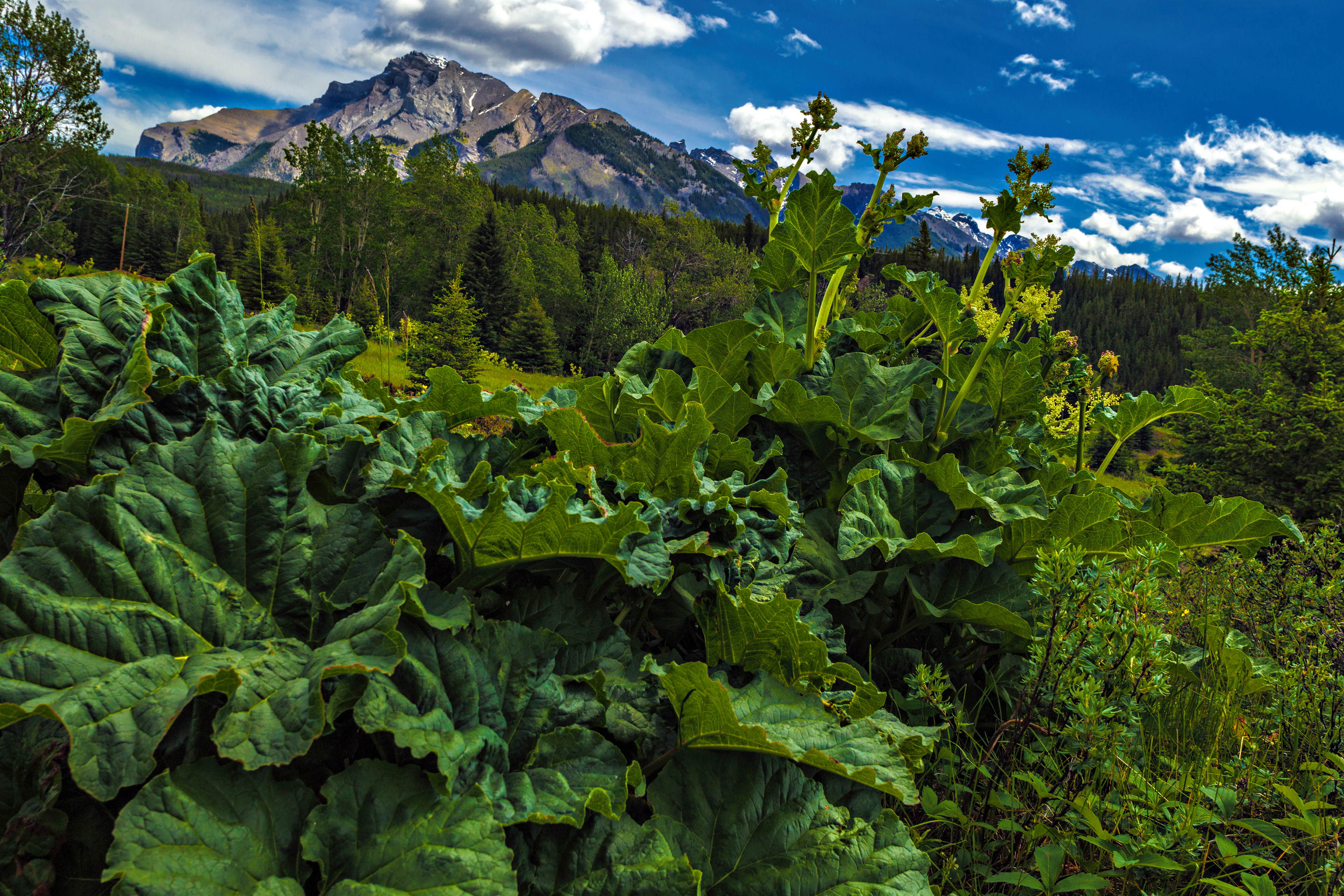 Chinese immigrants who worked on the railway brought rhubarb with them. Now it grows wild throughout the ghosttown.