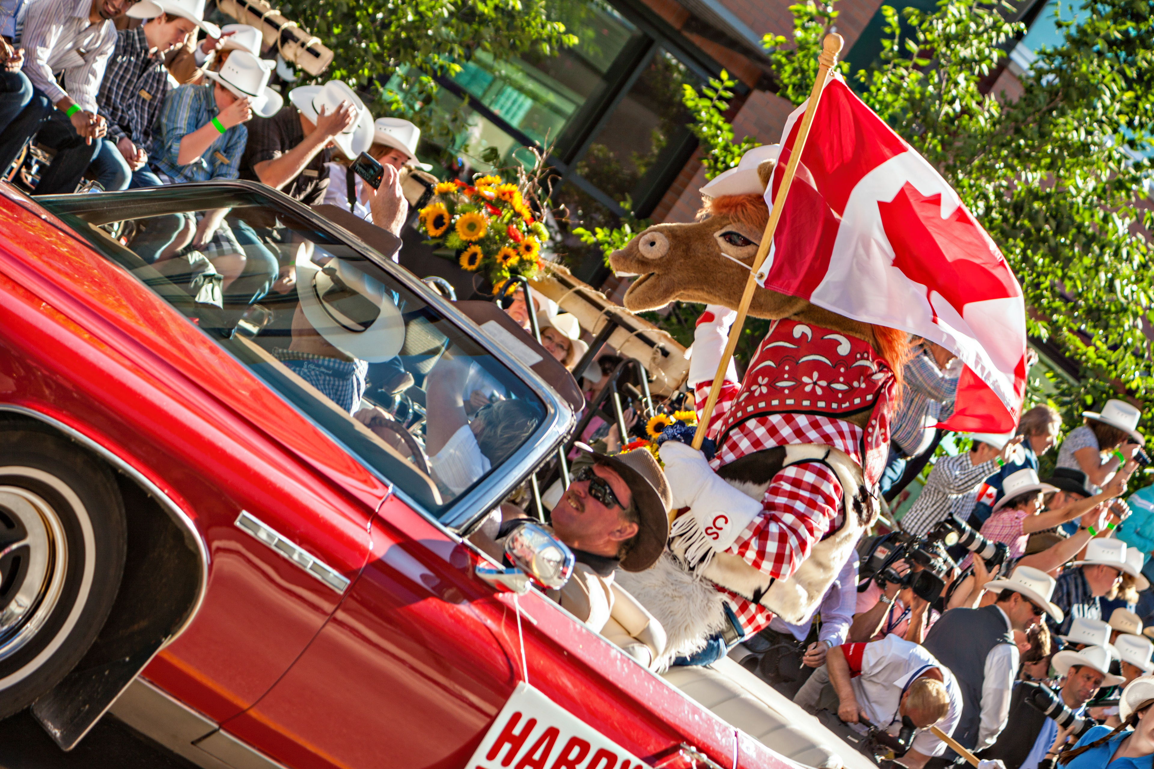 Harry the Horse. Official Mascot of the Calgary Stampede.