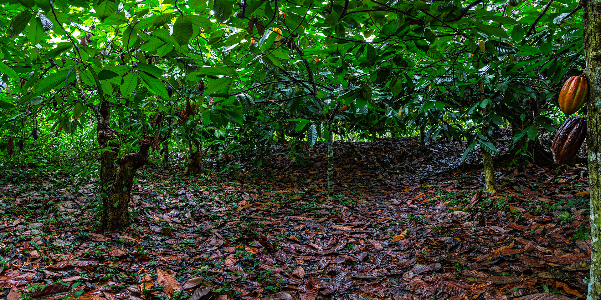 Under the dense canopy of the this Belizian cacao grove there's not even enough room to stand up straight. It's like being inside a room: very quiet and still. The humid air is heavy under the low ceiling of leaves....