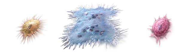 Medical Illustration of Bone cells. © Wayne Heim