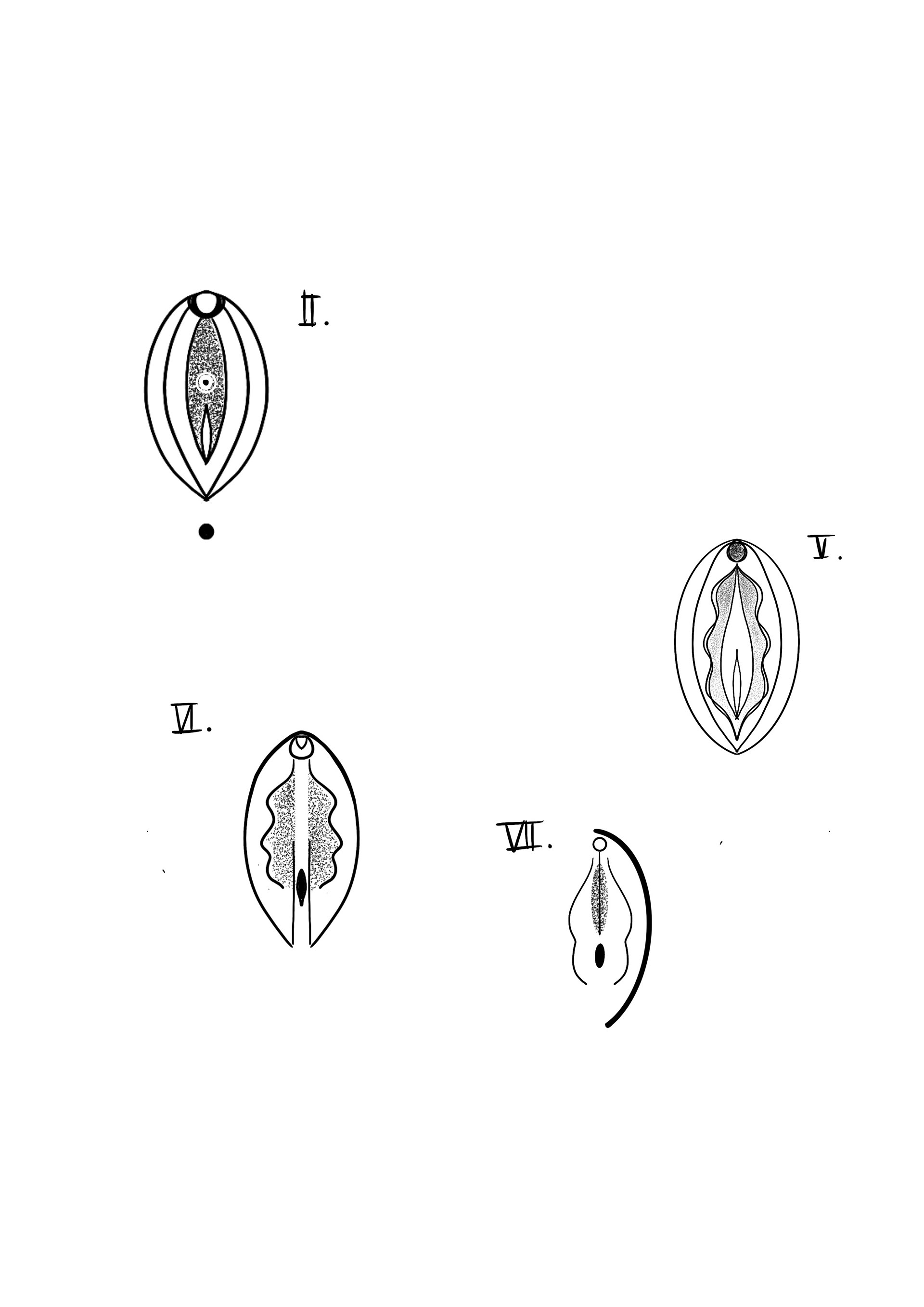 Vulva