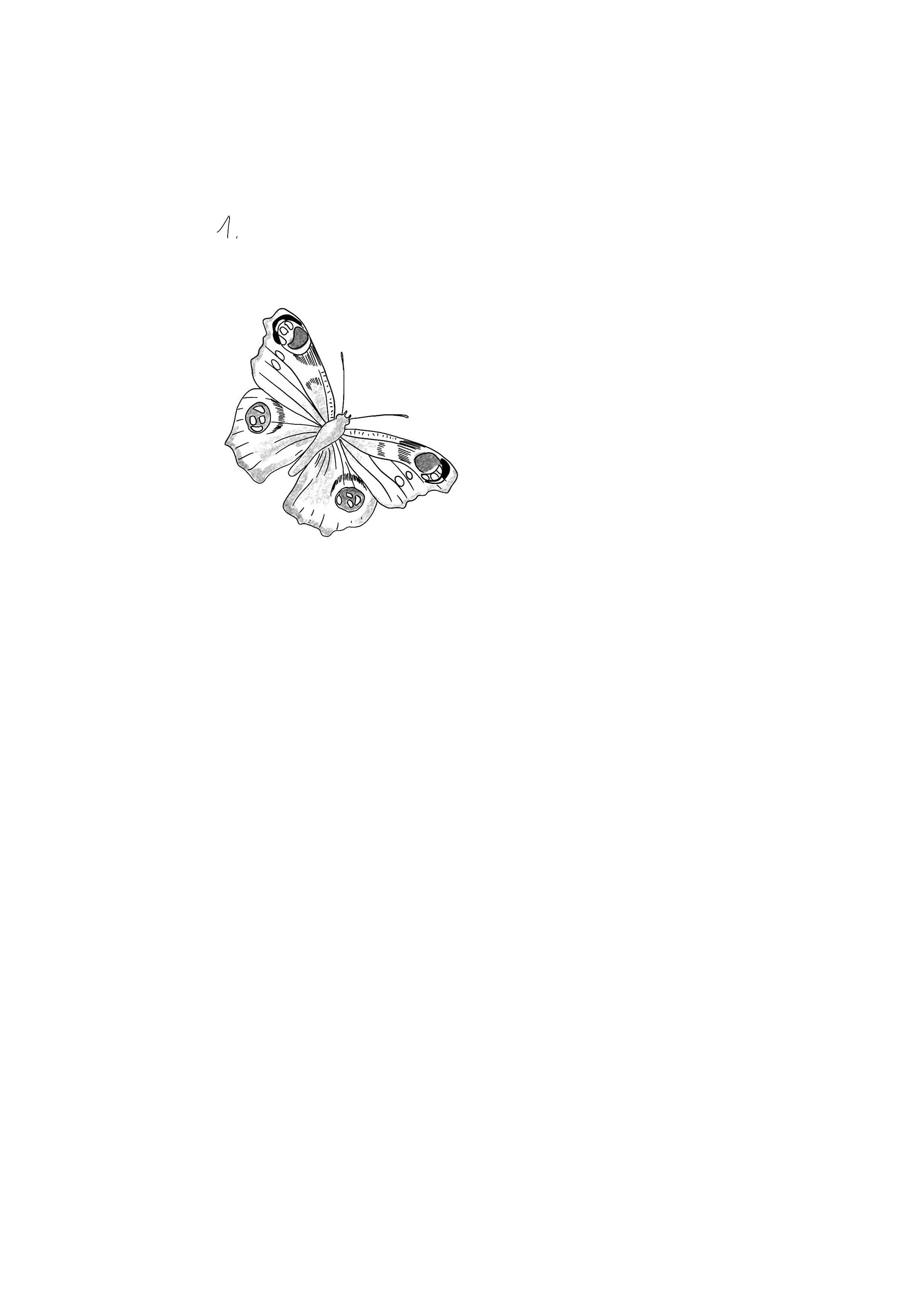 Butterfly 1