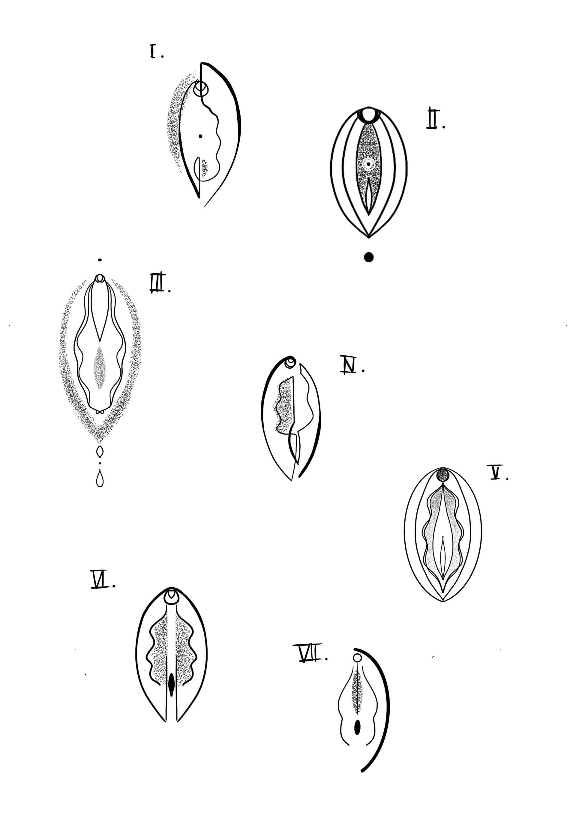 Vulva 1-7
