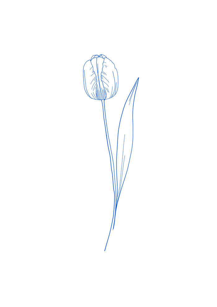 Blaue Tulpe
