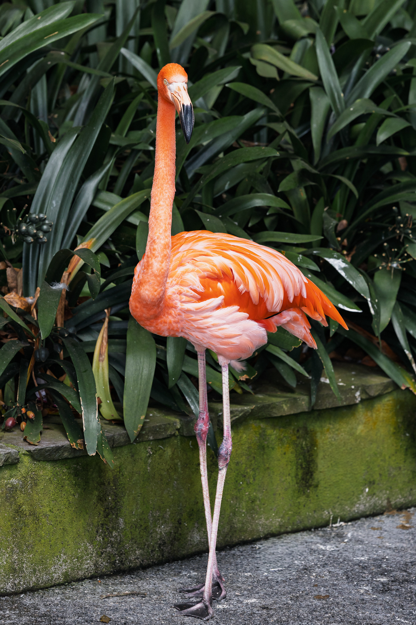 Flamingi w Monte Palace