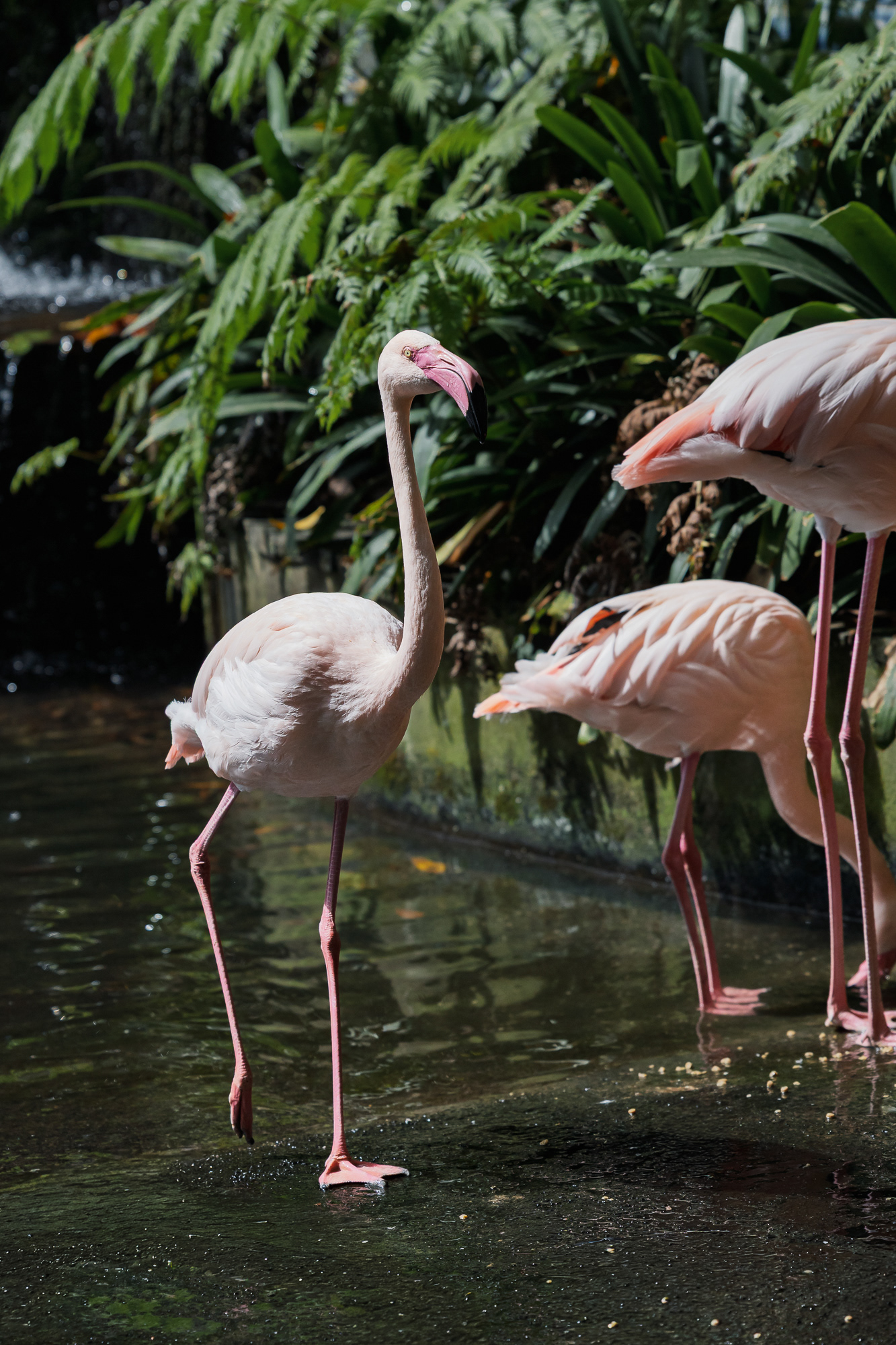Flamingi w Monte Palace