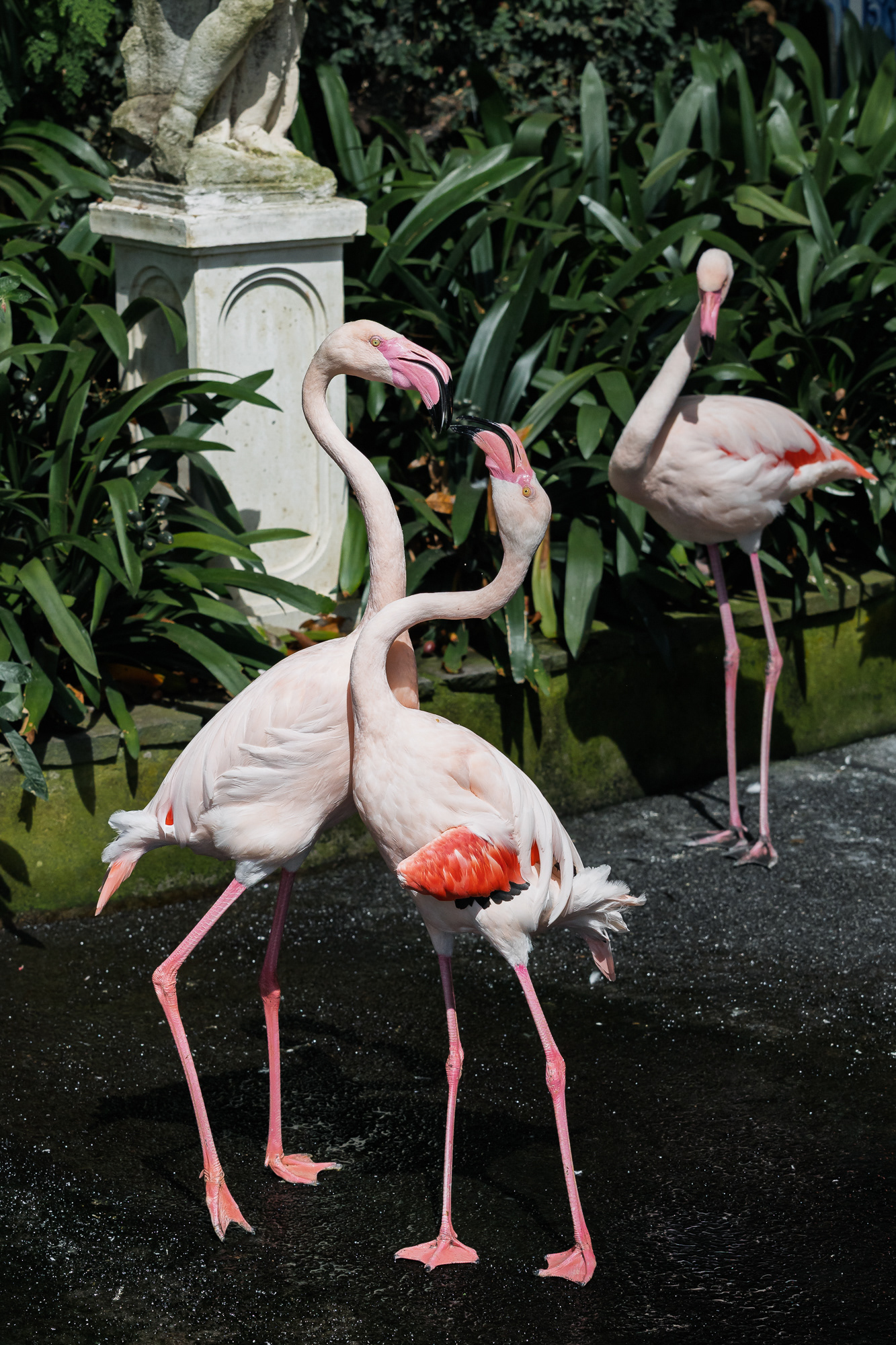 Flamingi w Monte Palace