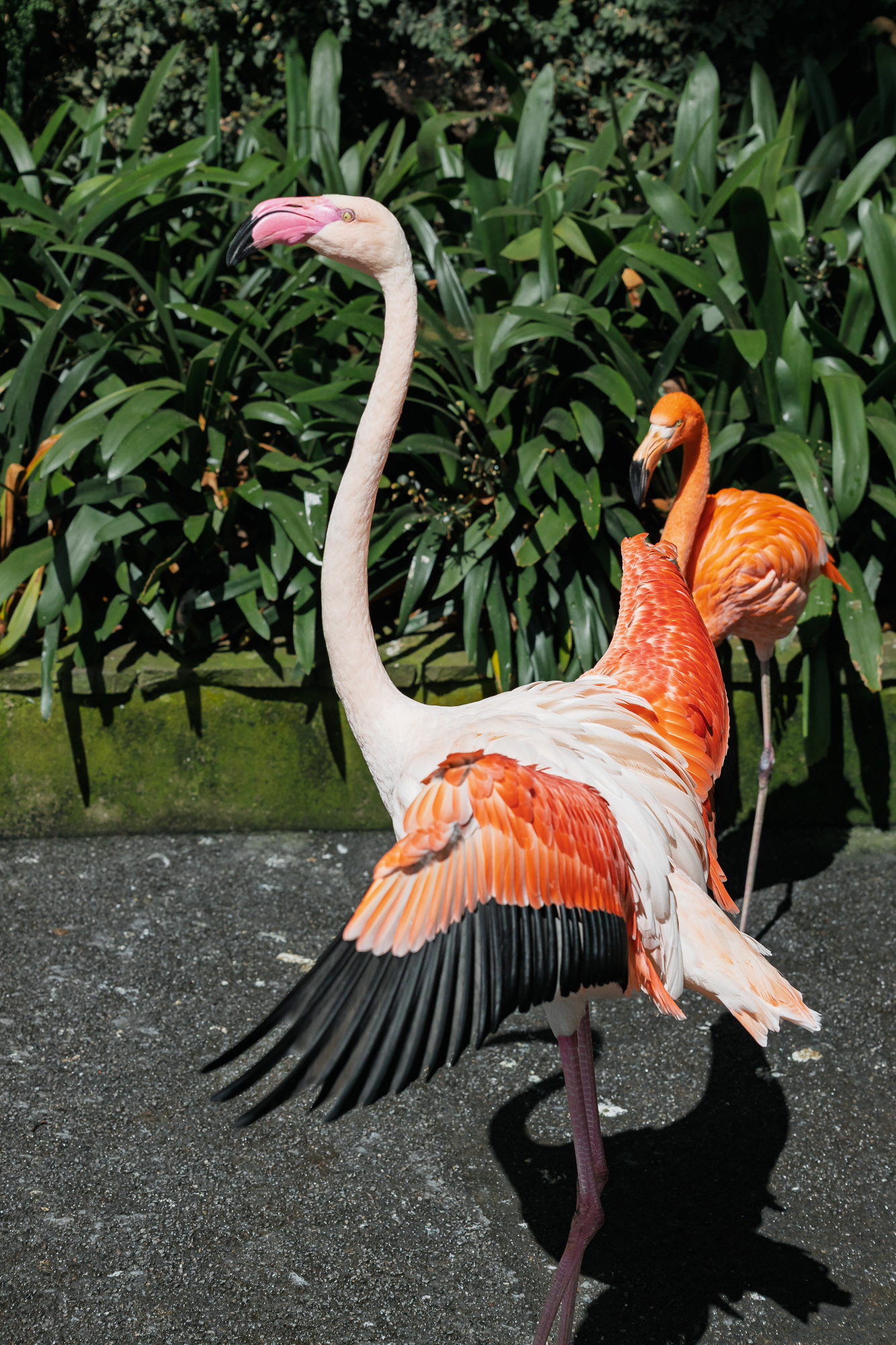 Flamingi w Monte Palace