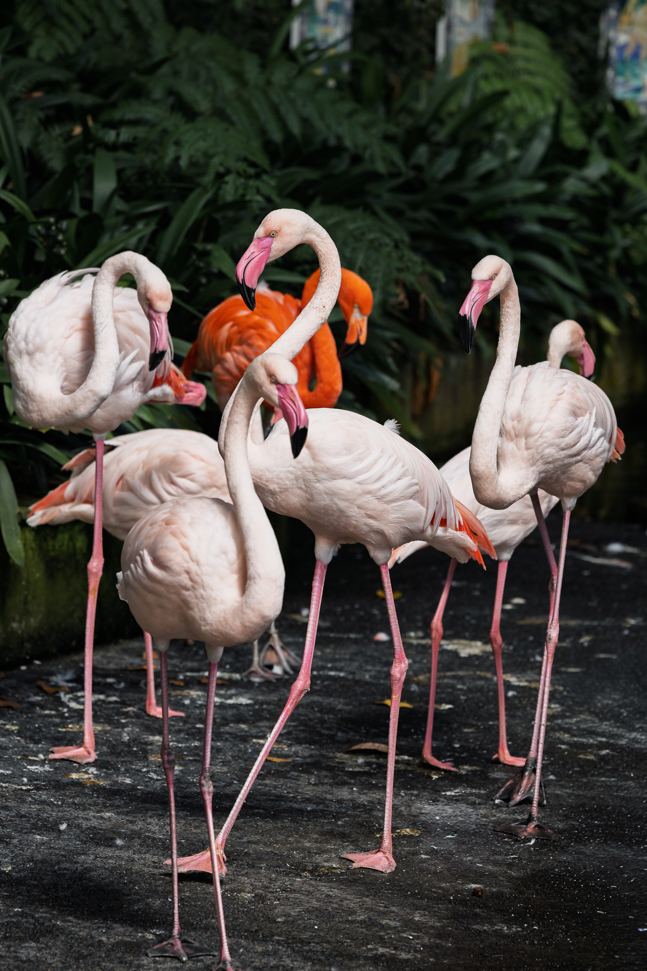 Flamingi w Monte Palace