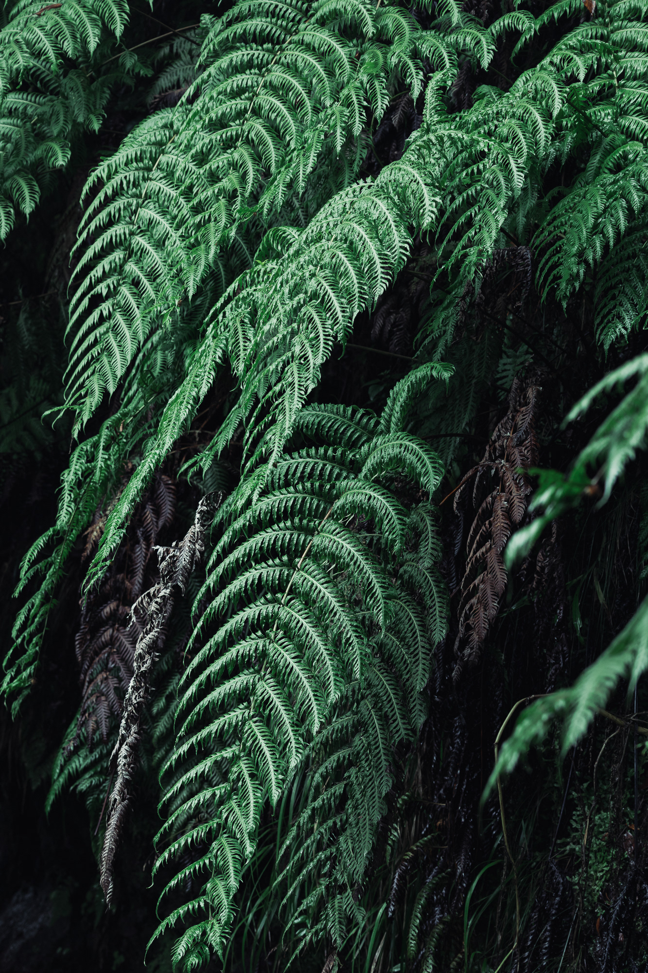 Levada do Caldeirão Verde