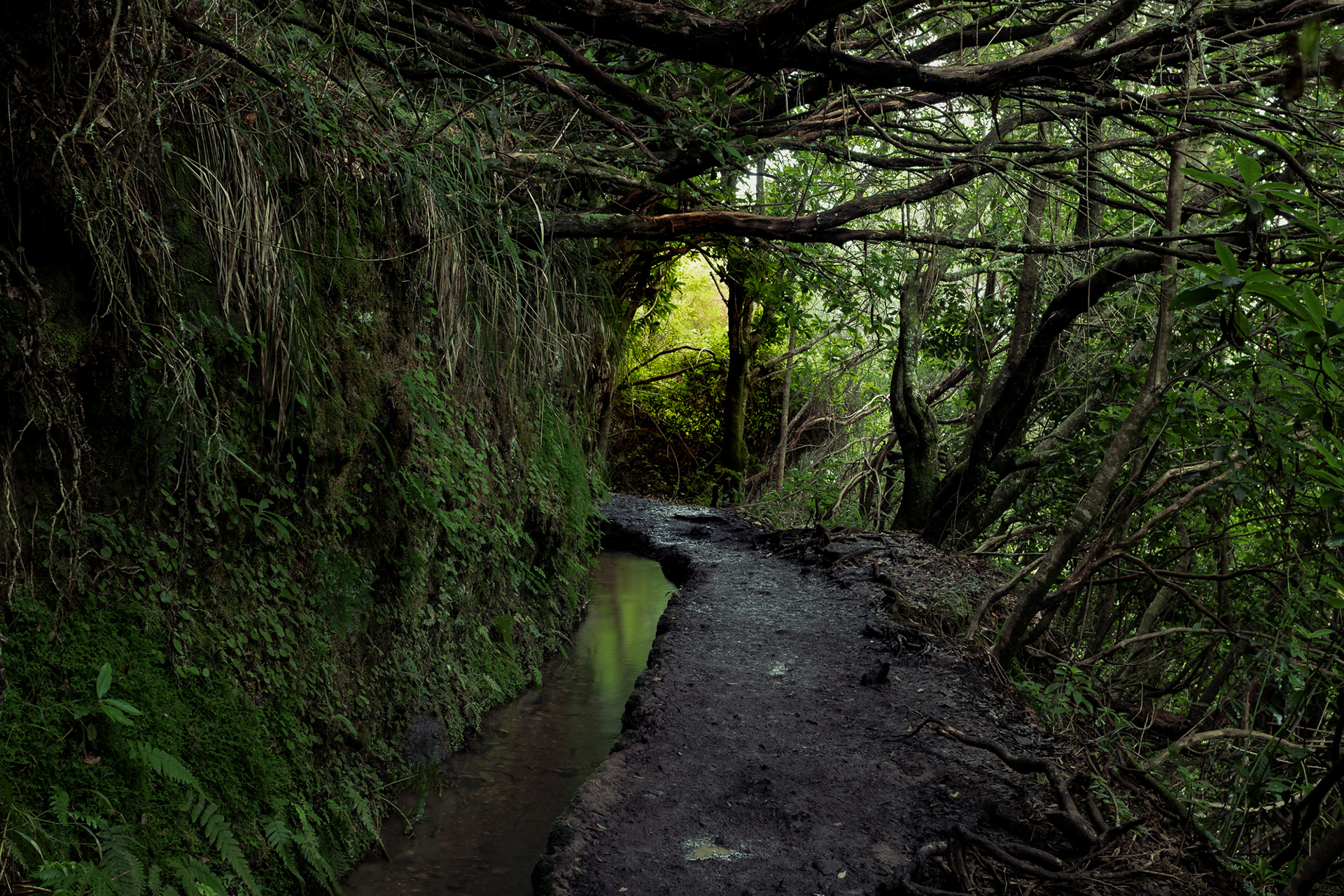 Levada do Caldeirão Verde