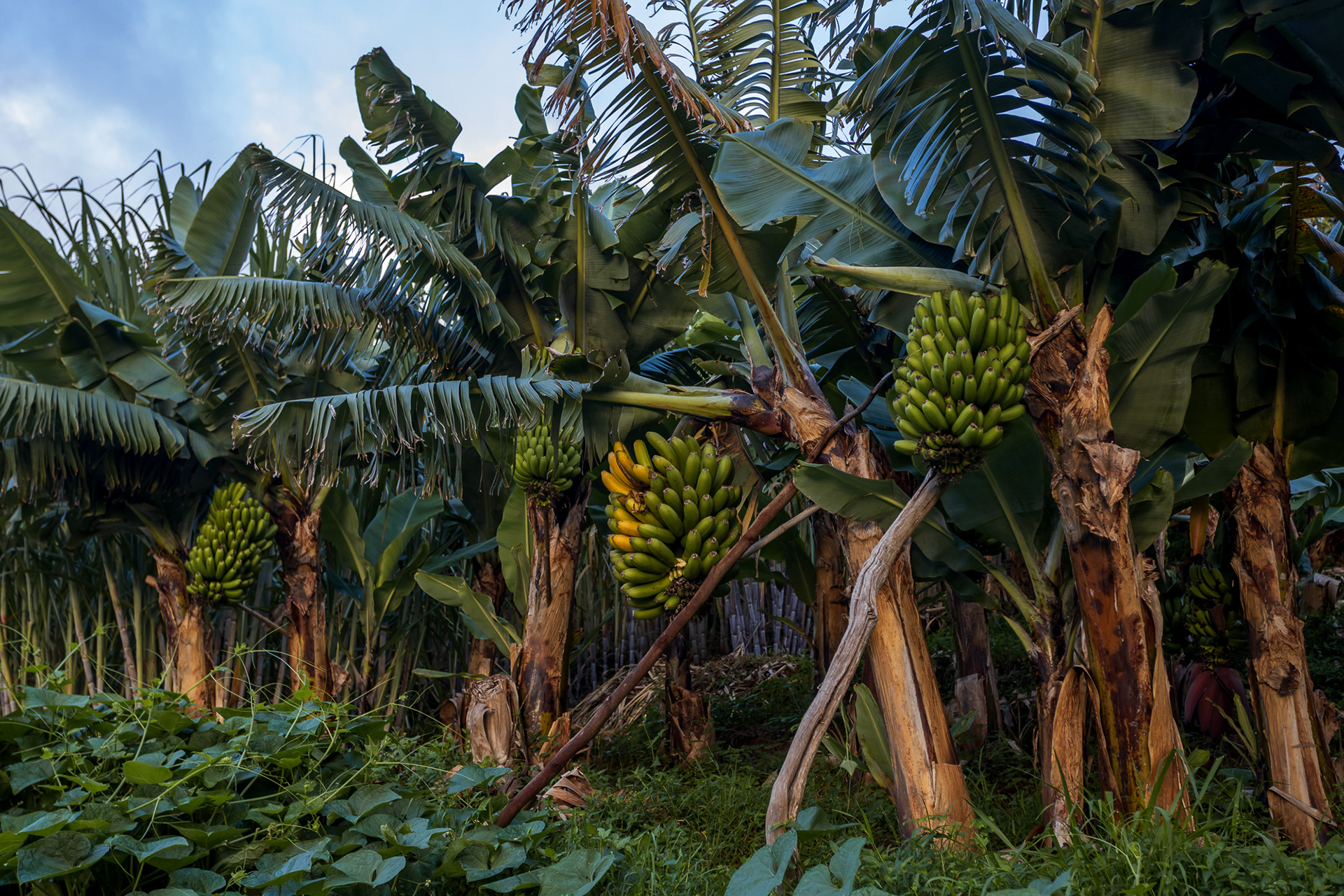 Drzewa bananowe