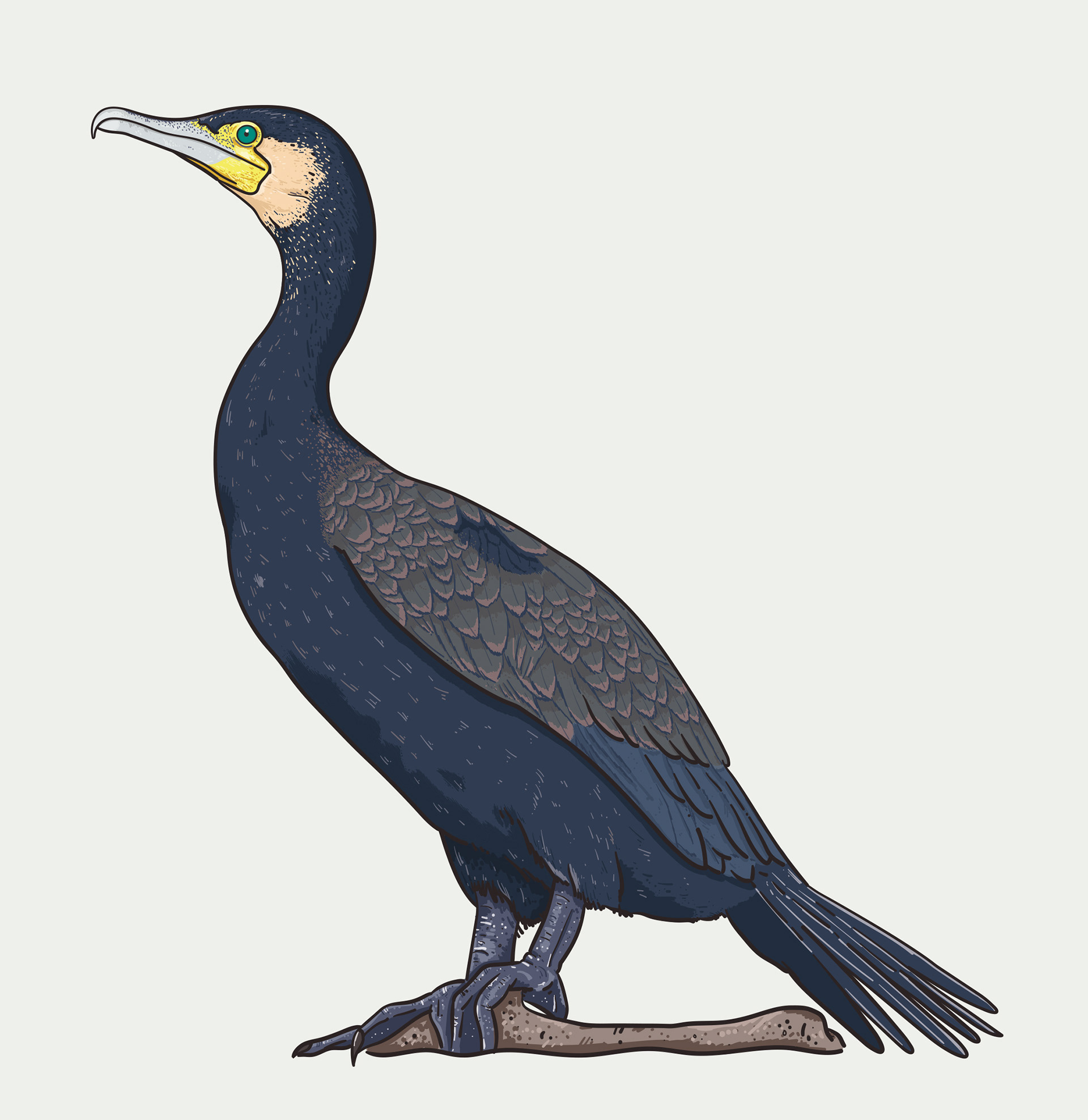 Cormorant illustration
