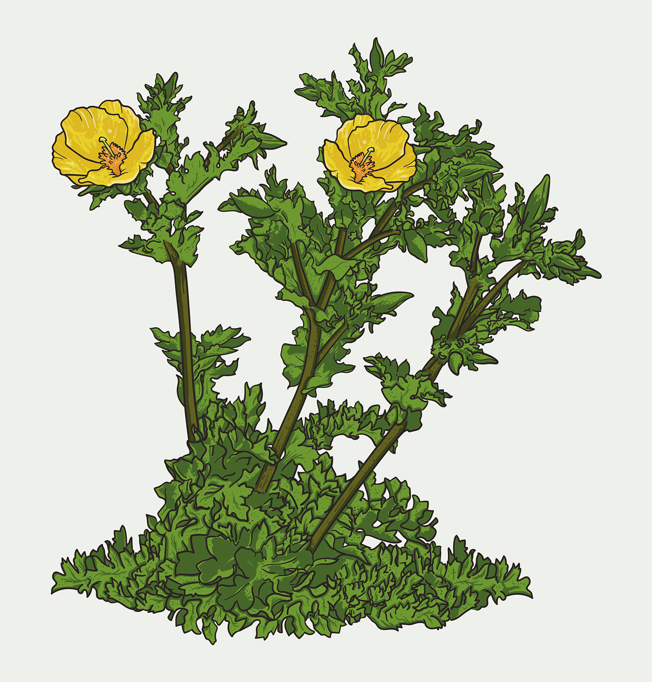 Yellow horned poppy illustration