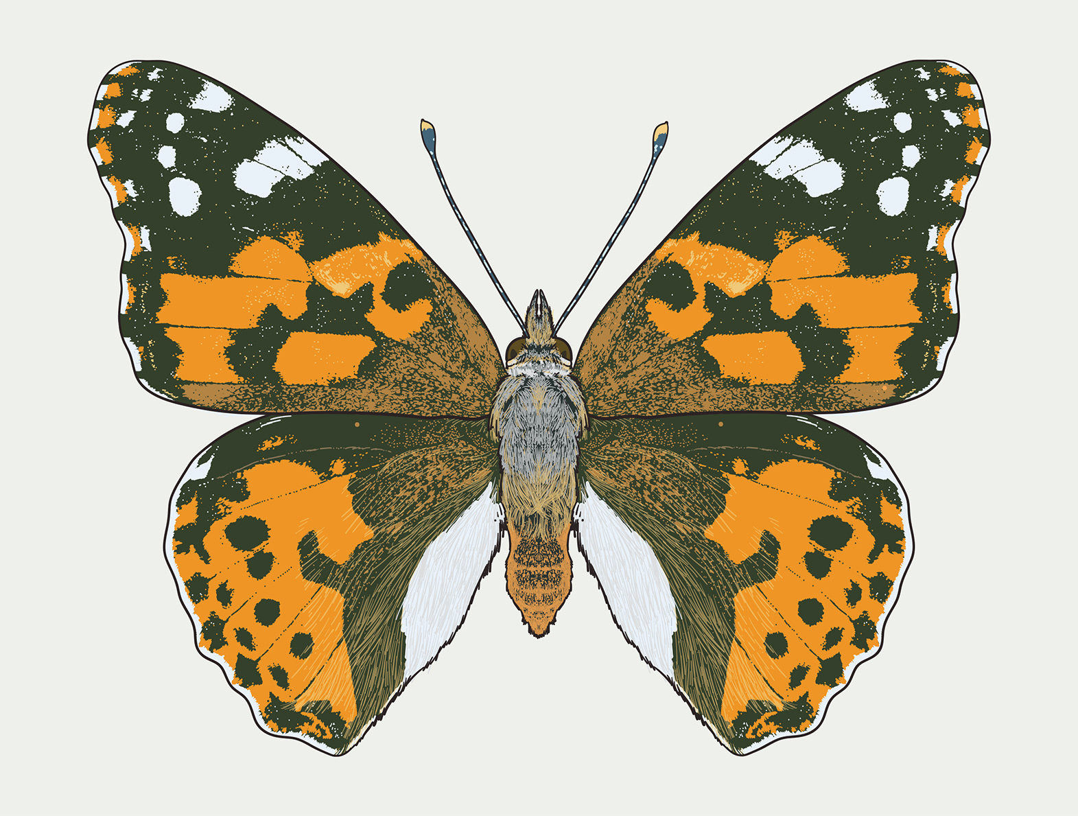 Painted lady butterfly illustration