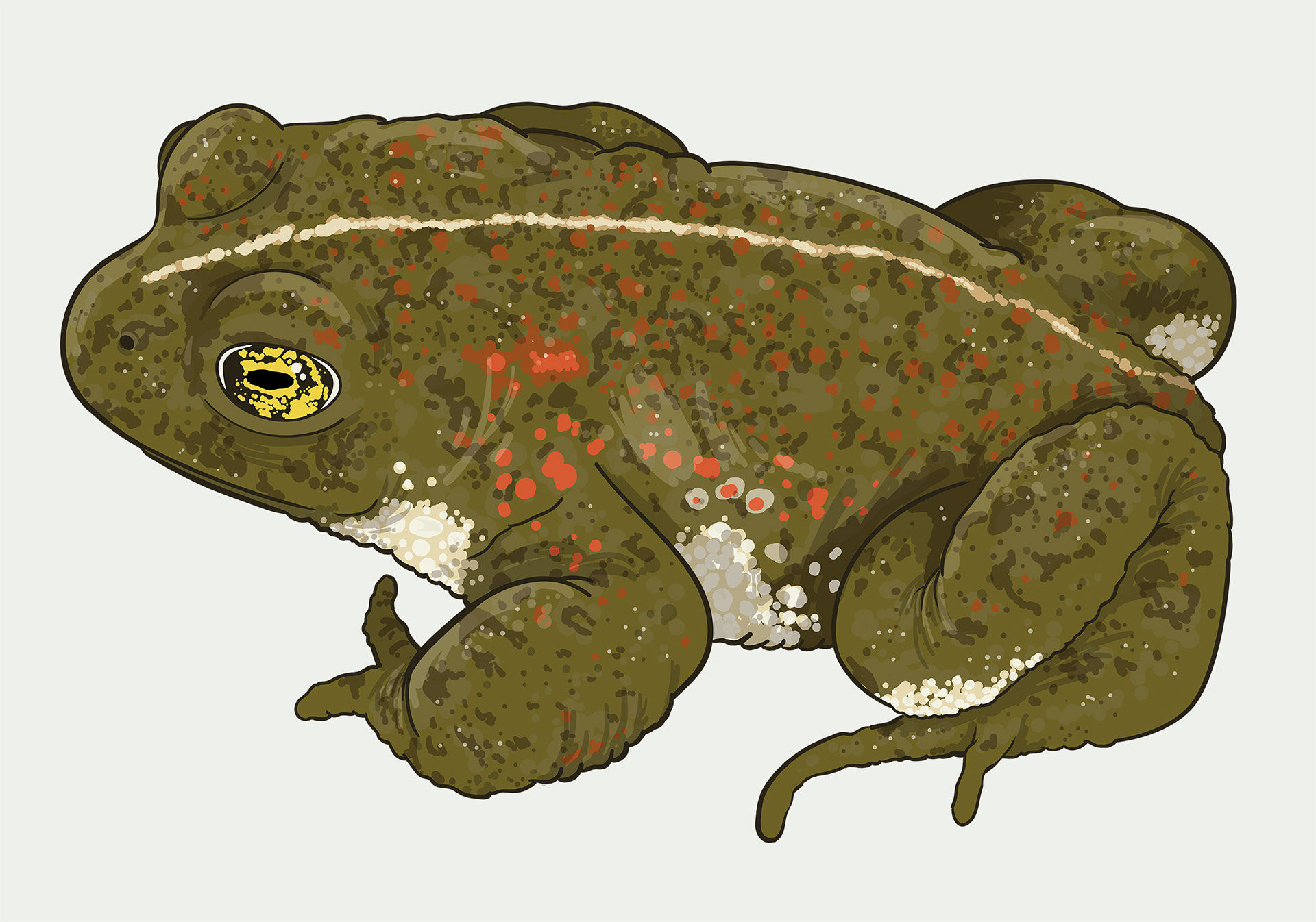Natterjack Toad illustration