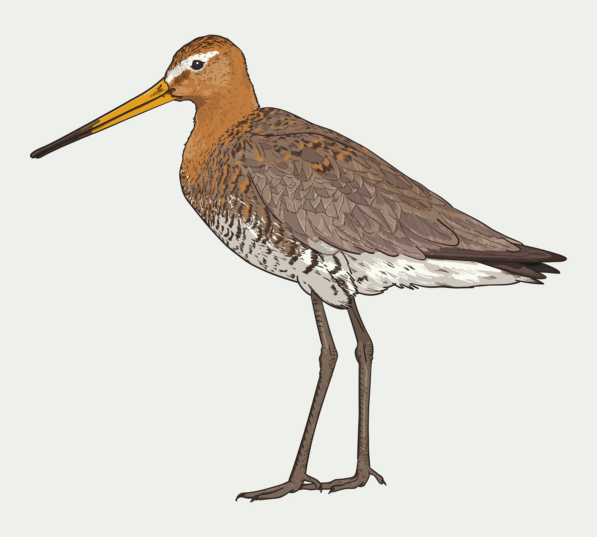 Back tailed godwit illustration