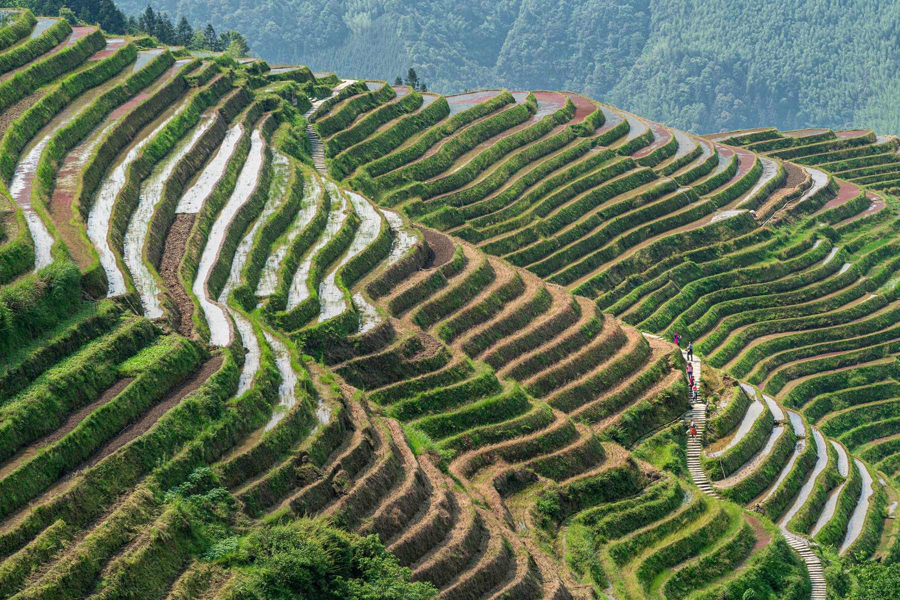 Longji Rice Terraces At Sunrise #2