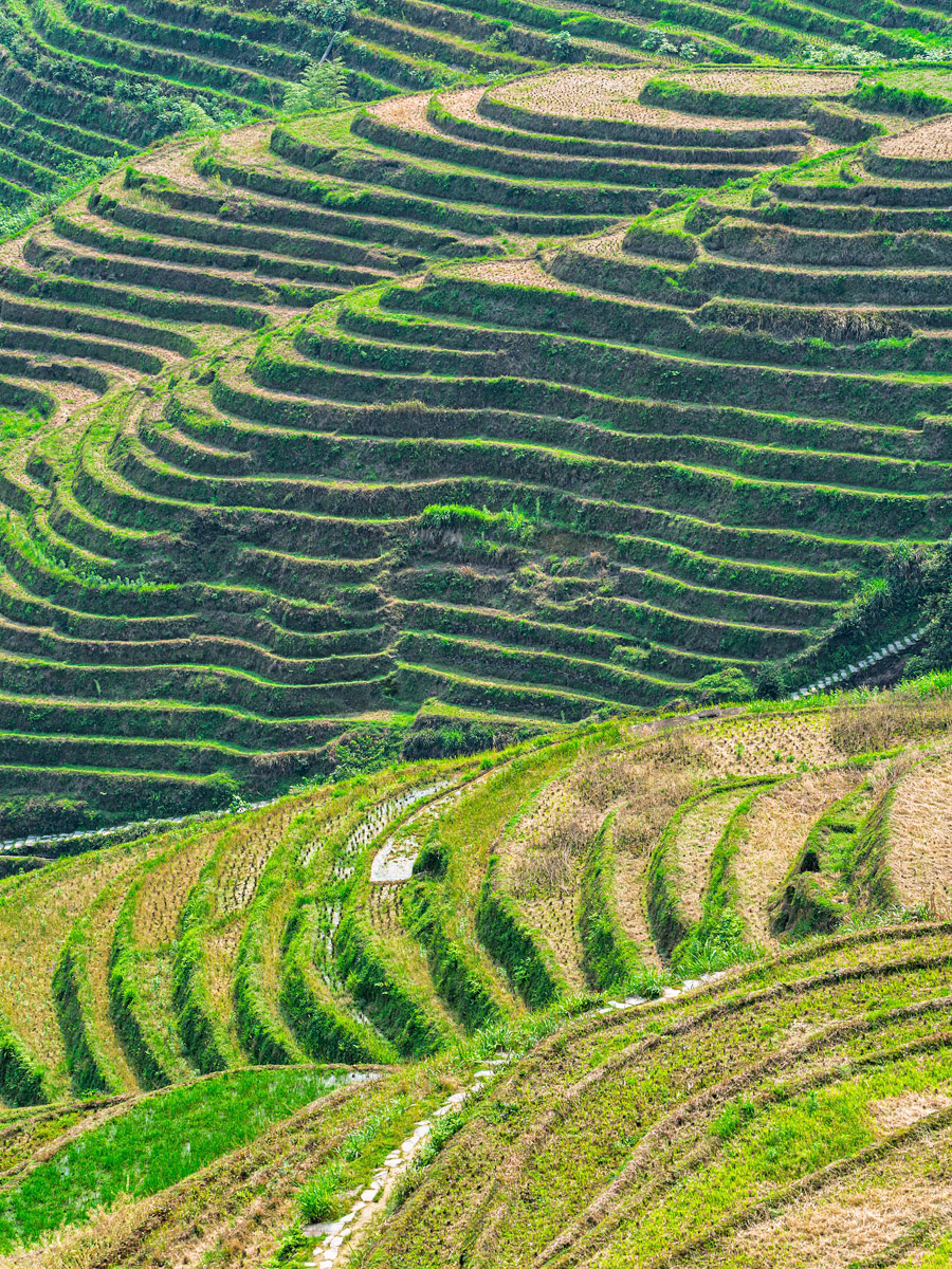 Longji Rice Terraces At Sunrise #3