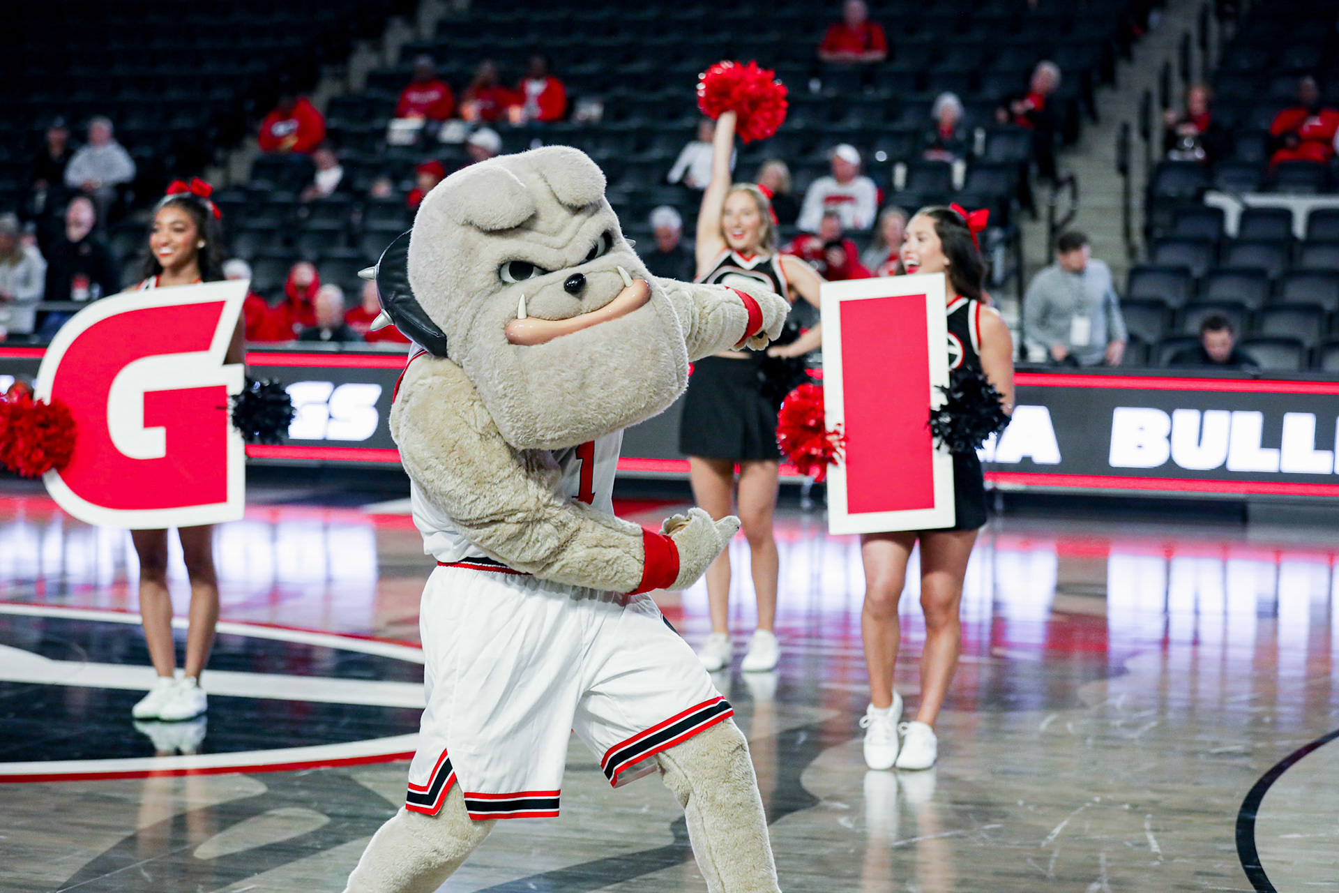Hairy Dawg before Georgia’s game against Georgia State at Stegeman Coliseum in Athens, Ga., on Nov. 14, 2024. (Blake Caviness/UGAAA)