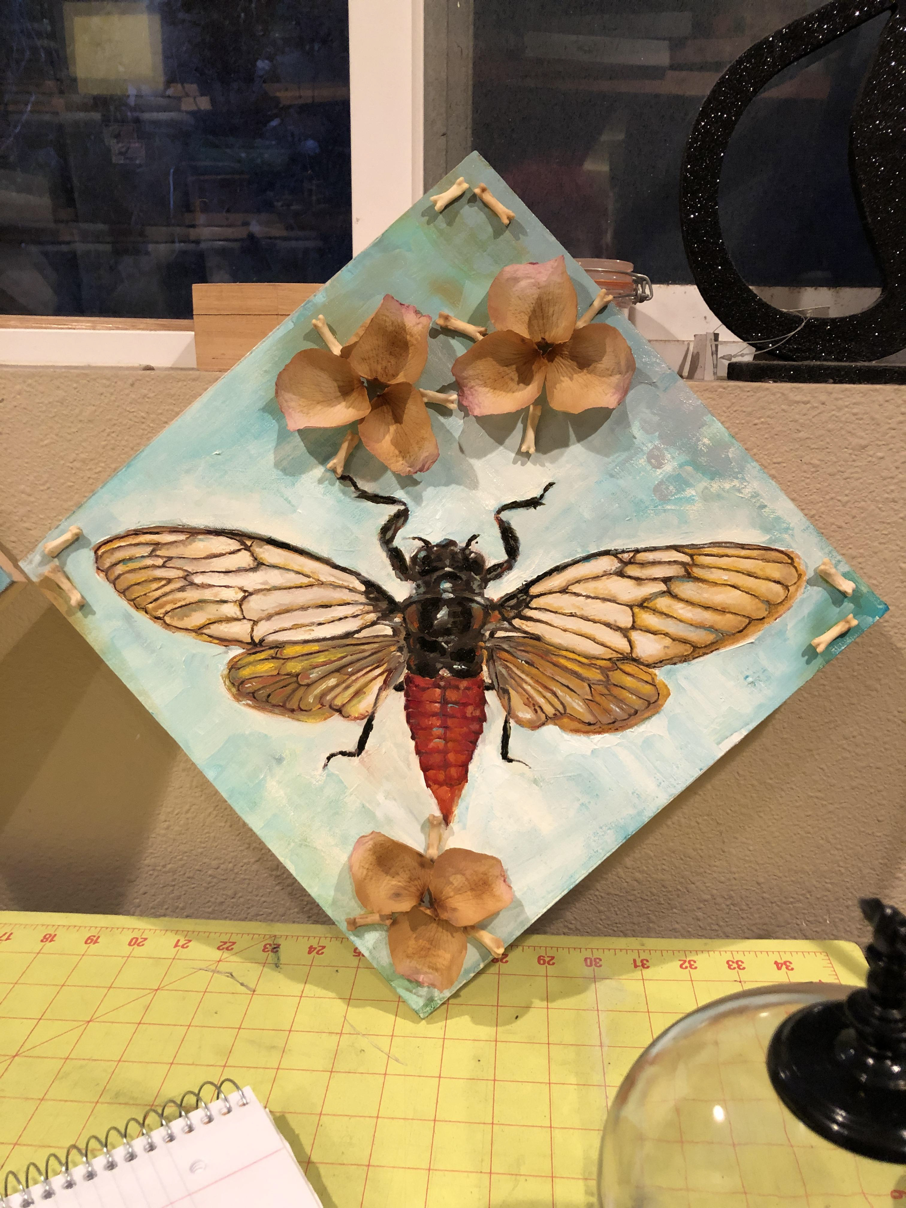 Cicada