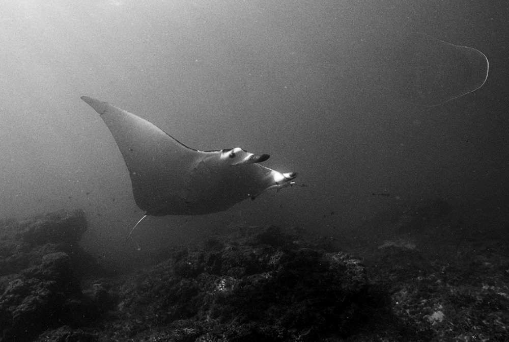 Manta Bommie, Queensland