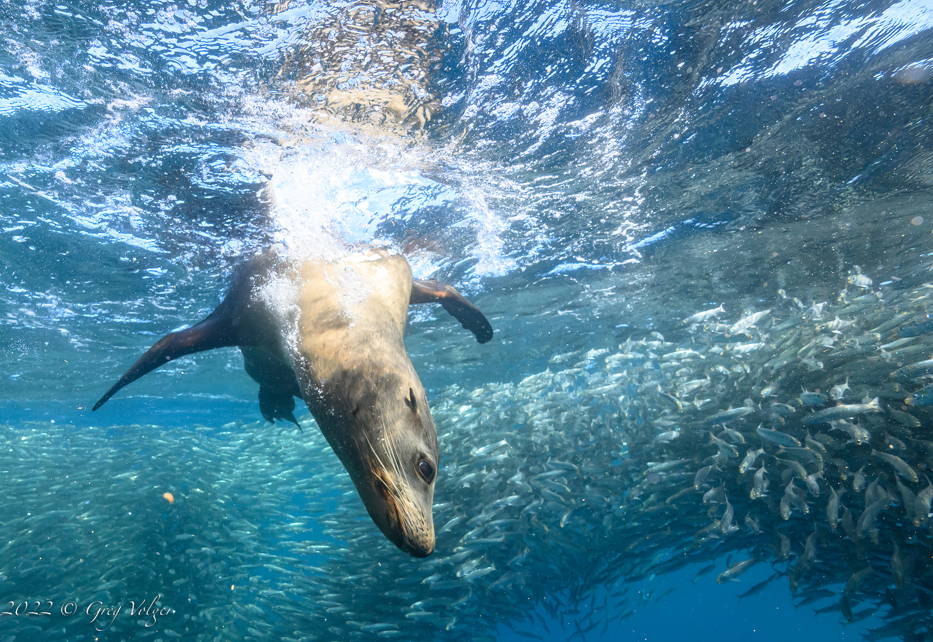 sea Lion