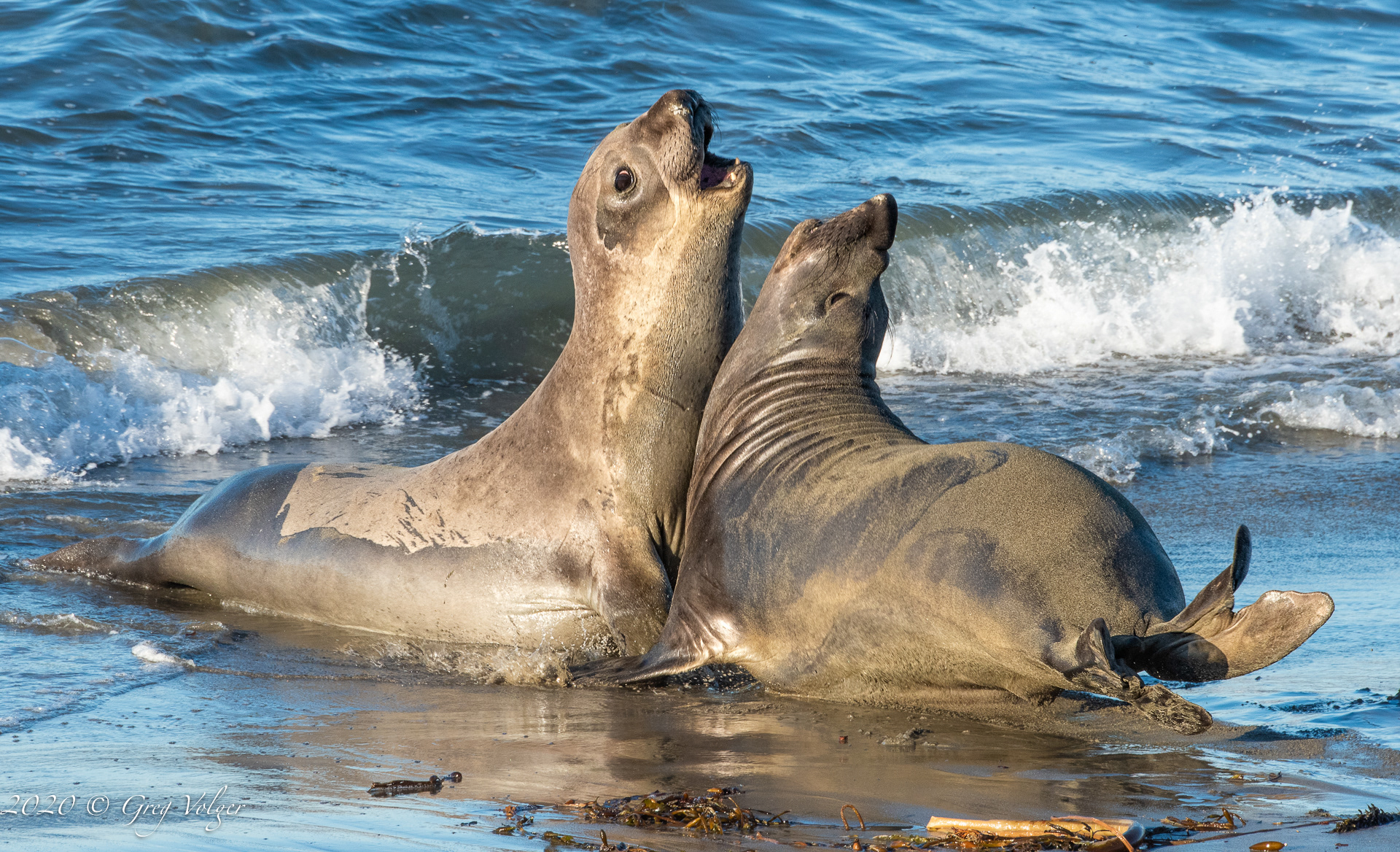Elephant Seals - Piedras Blancas