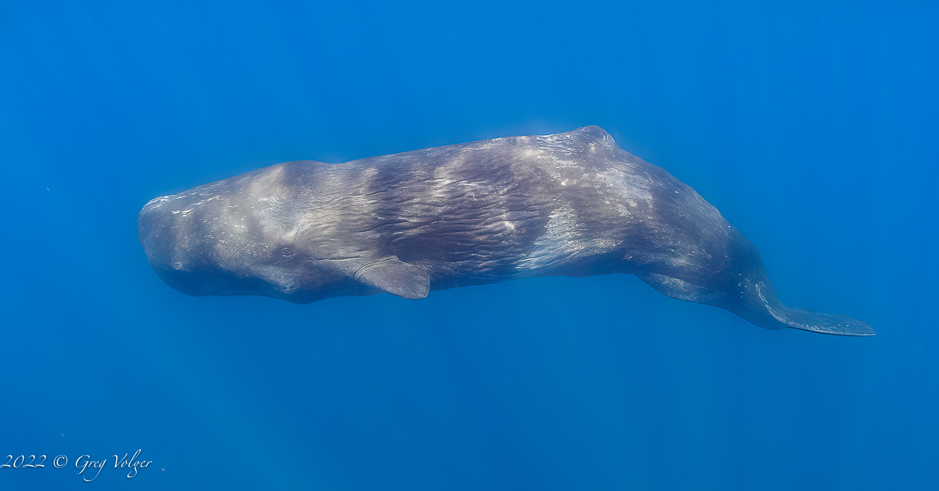 Sperm whale