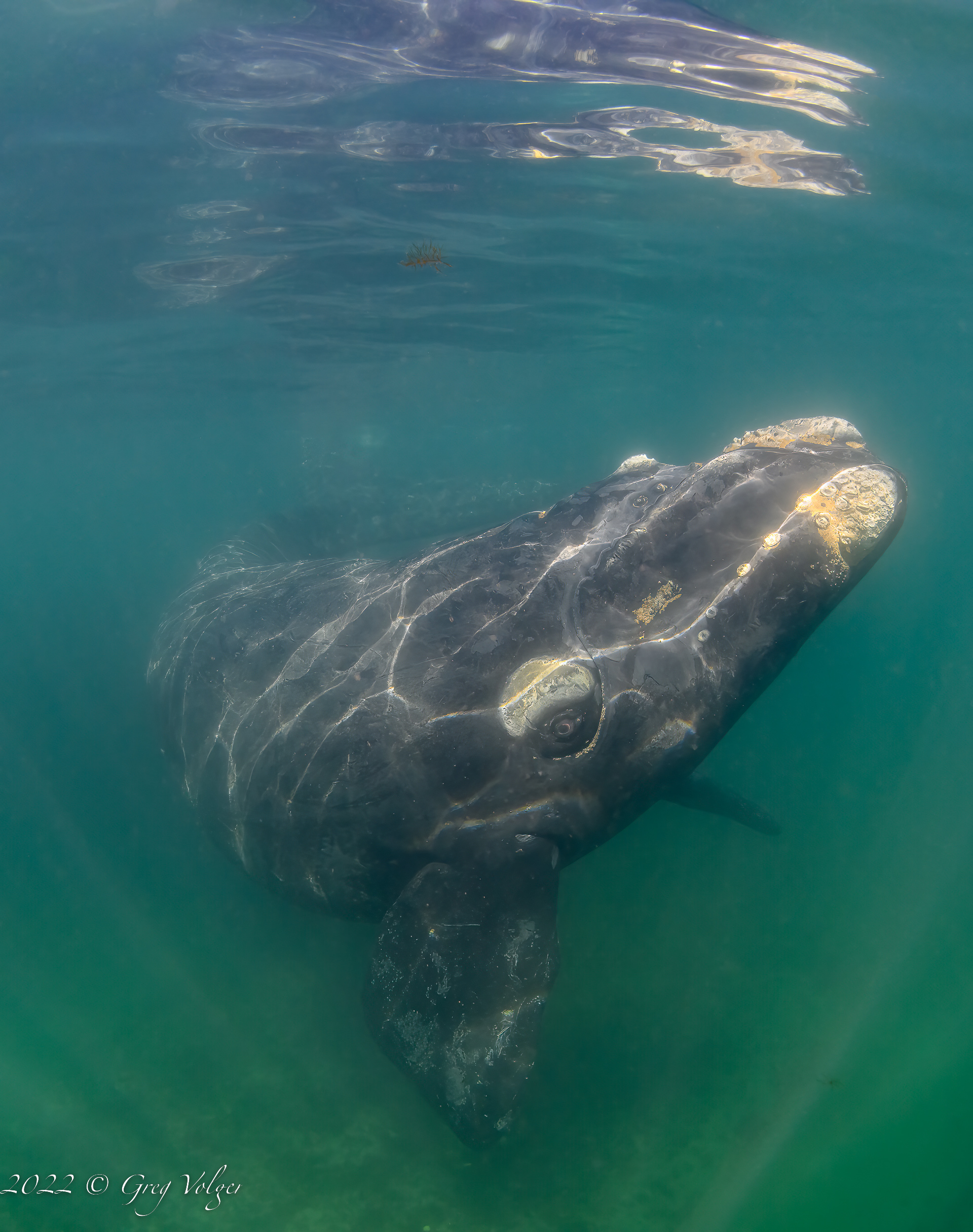 Southern Right Whale