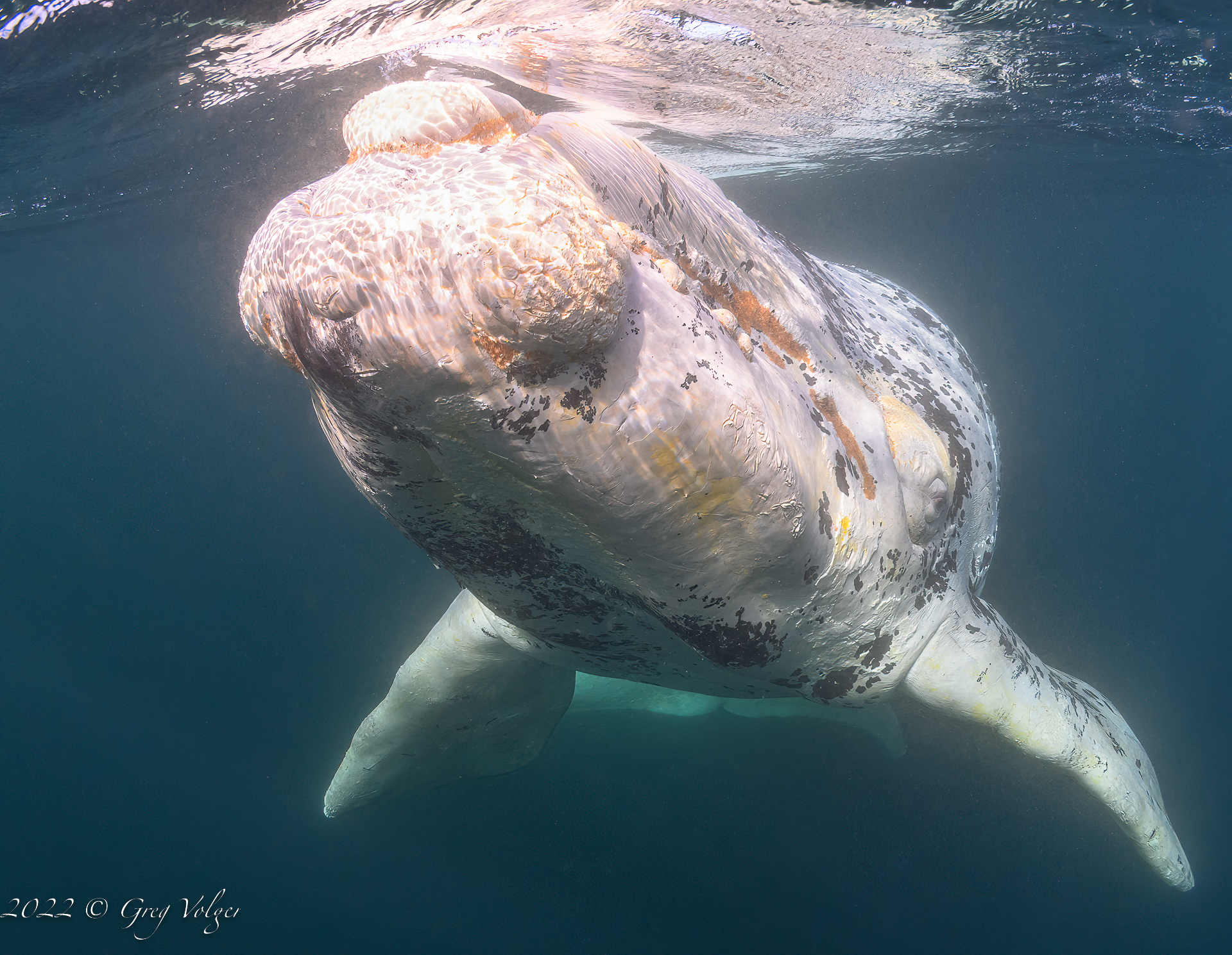 Southern Right Whale