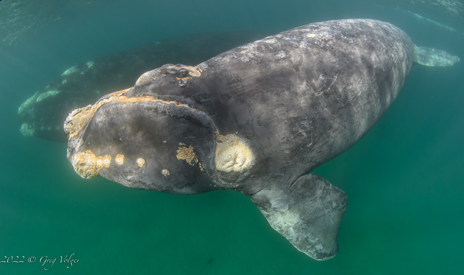 Southern Right Whale