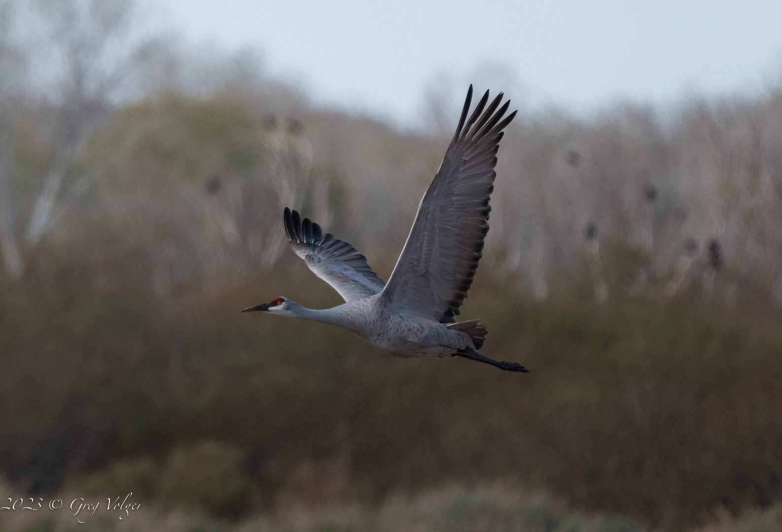 Sandhill crane