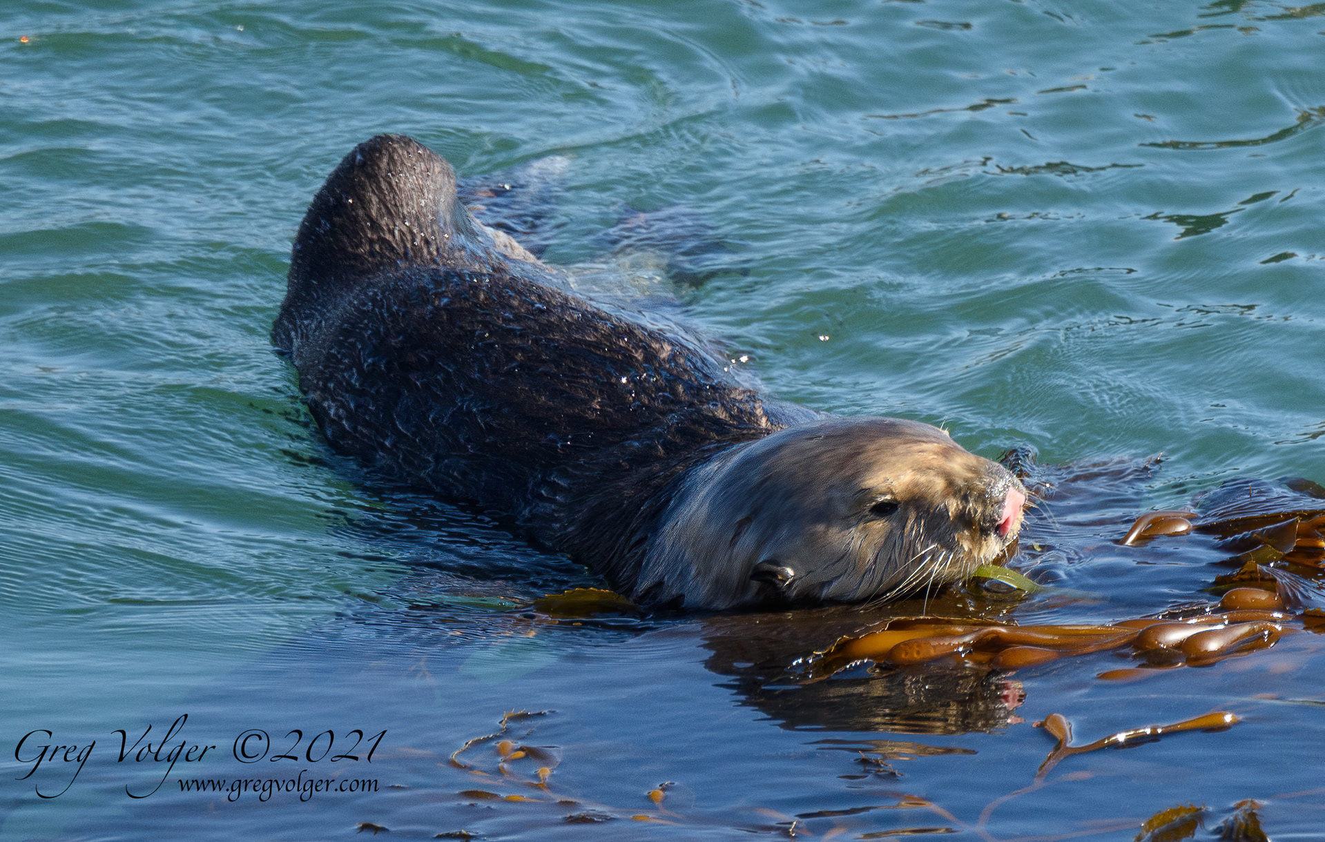 Sea otter Morro Bay
