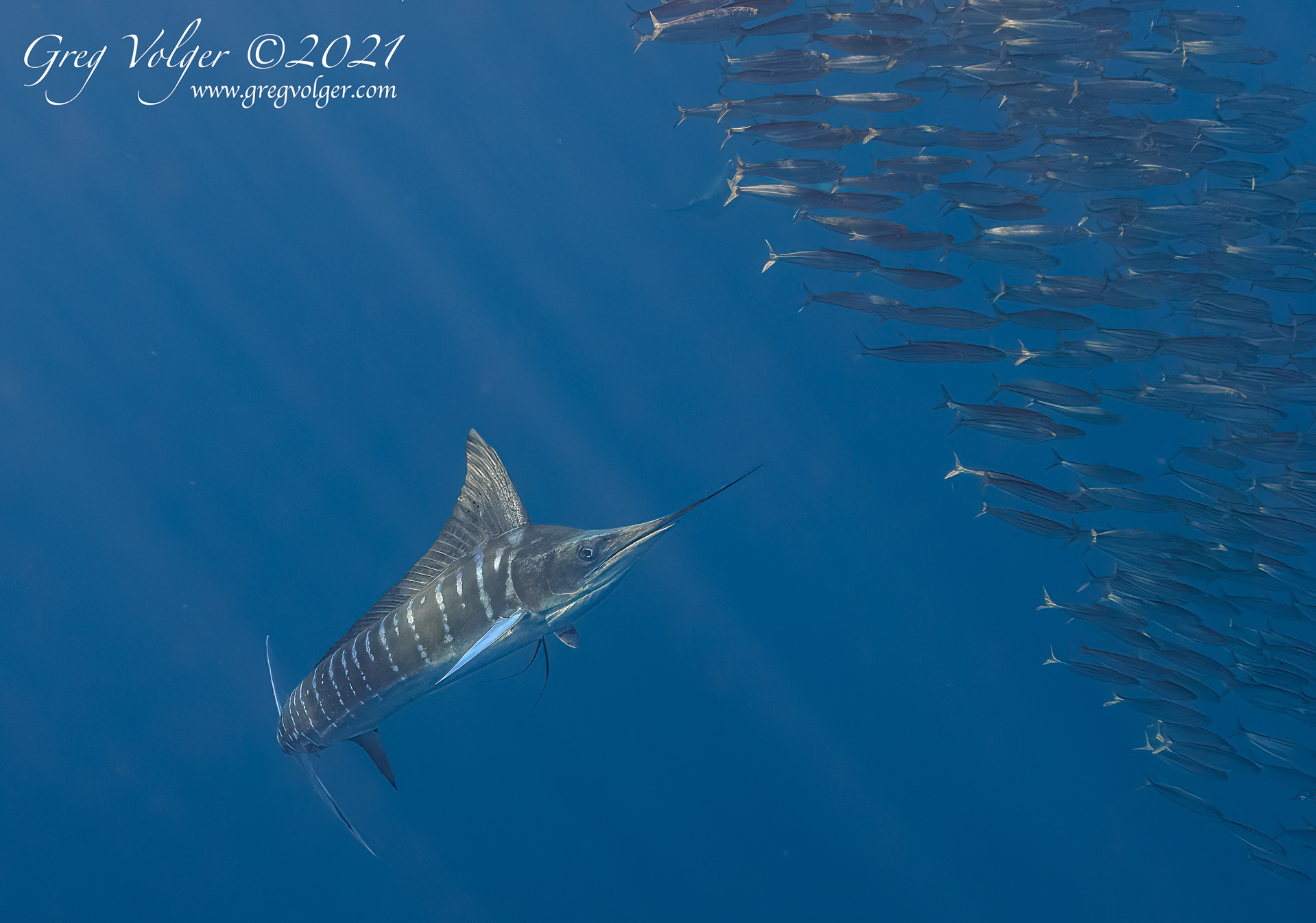 Magdalena Bay, Striped Marlin