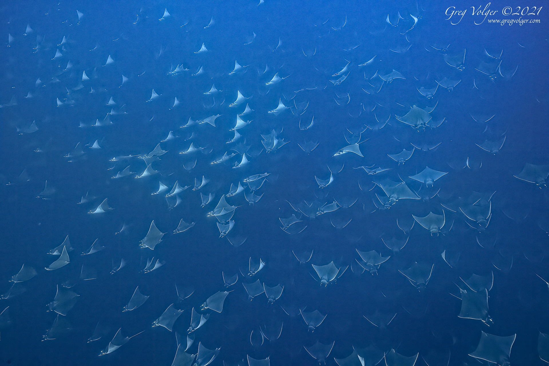 Magdalena Bay, Schooling Mobulas