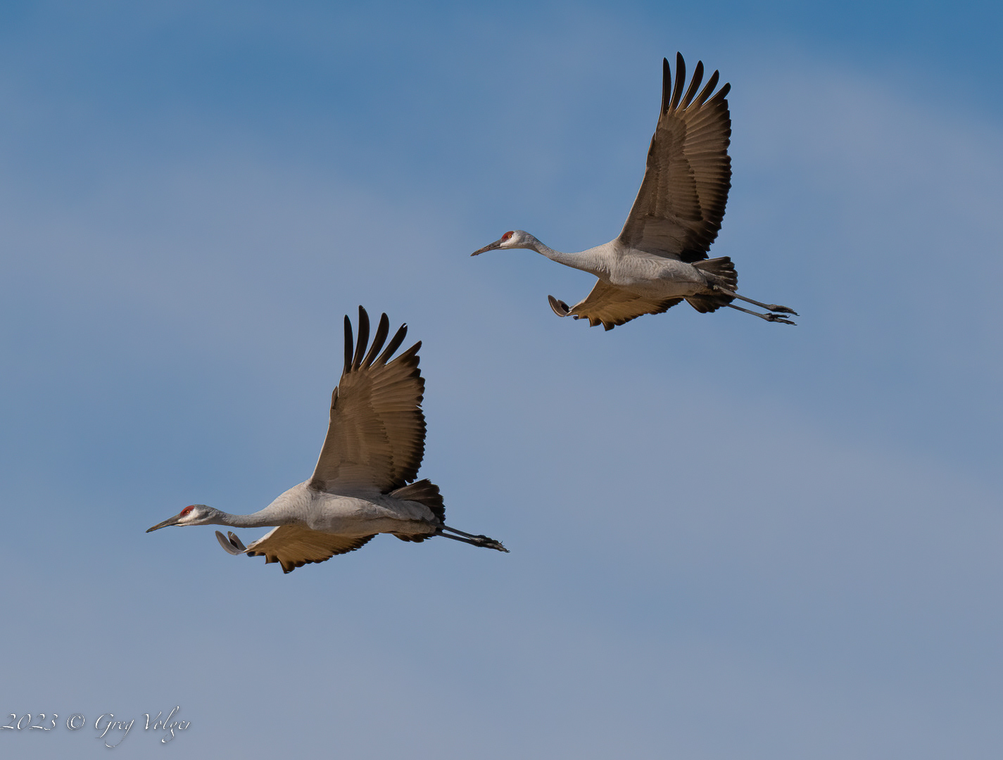 Sandhill crane