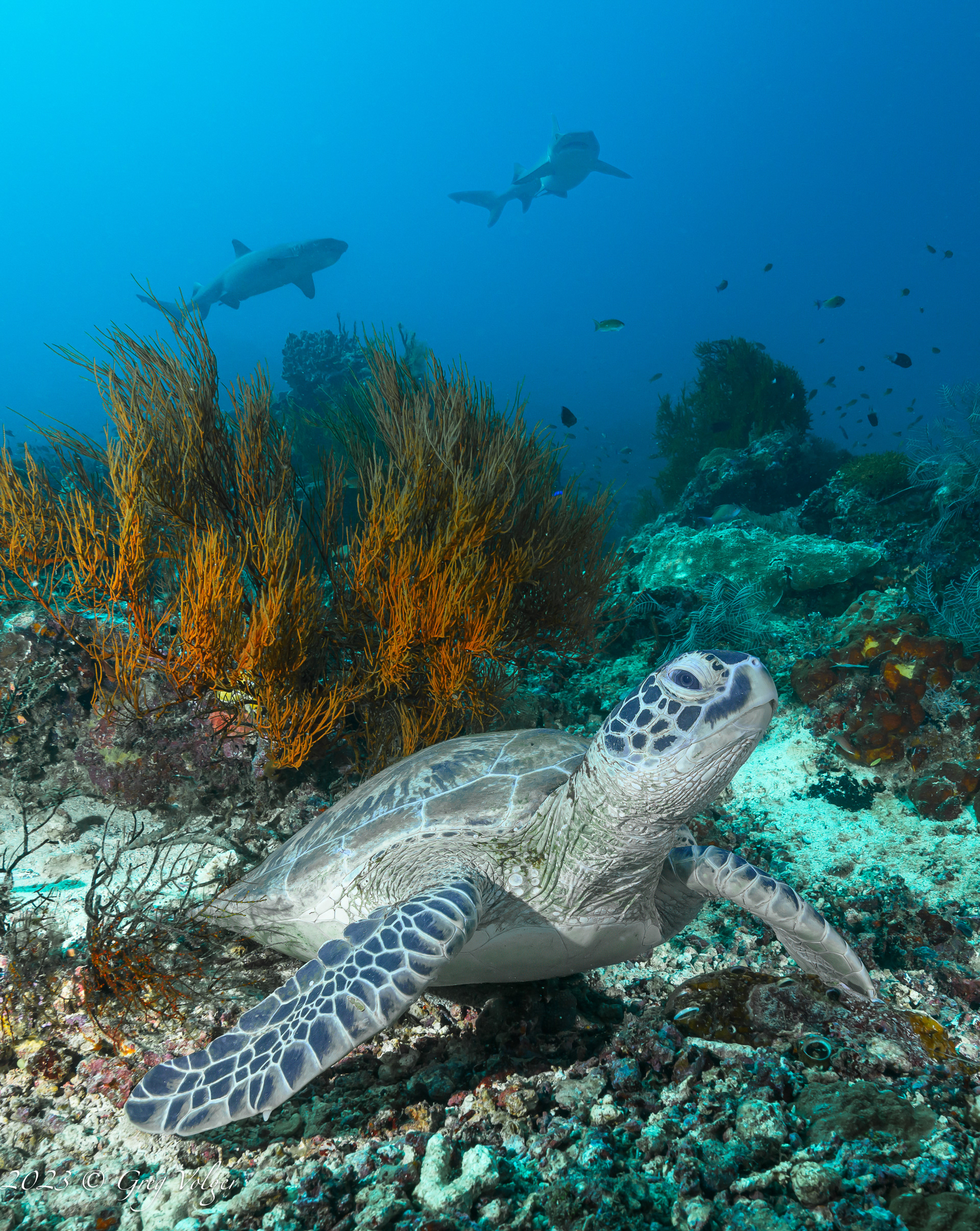 Green Turtle & Sharks
