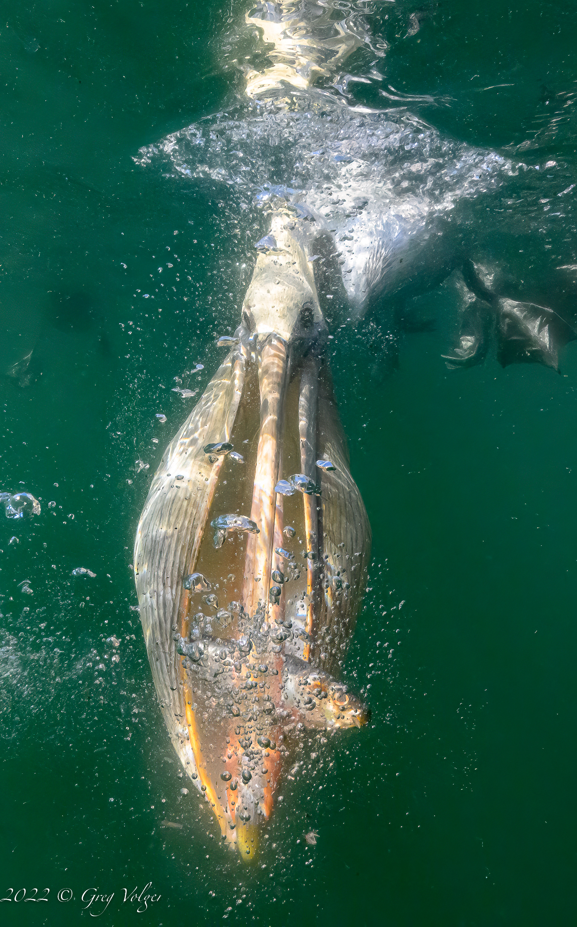 Pelican Magdalena Bay