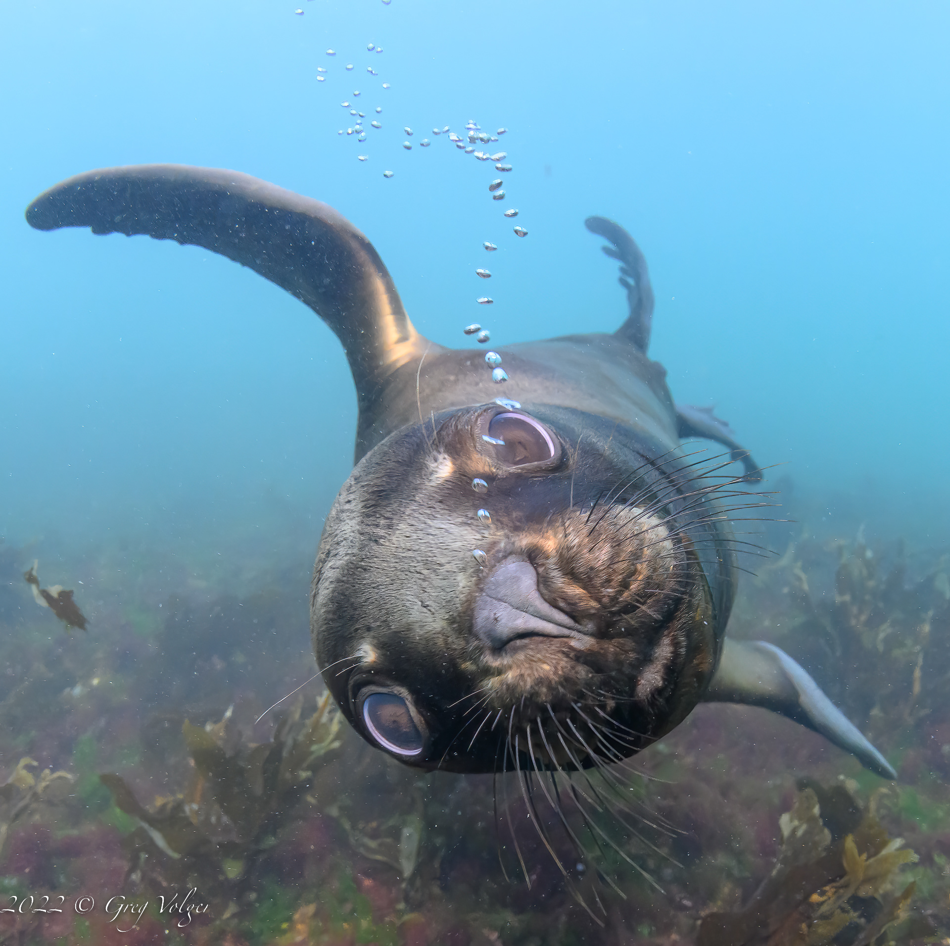 Southern Sea Lion