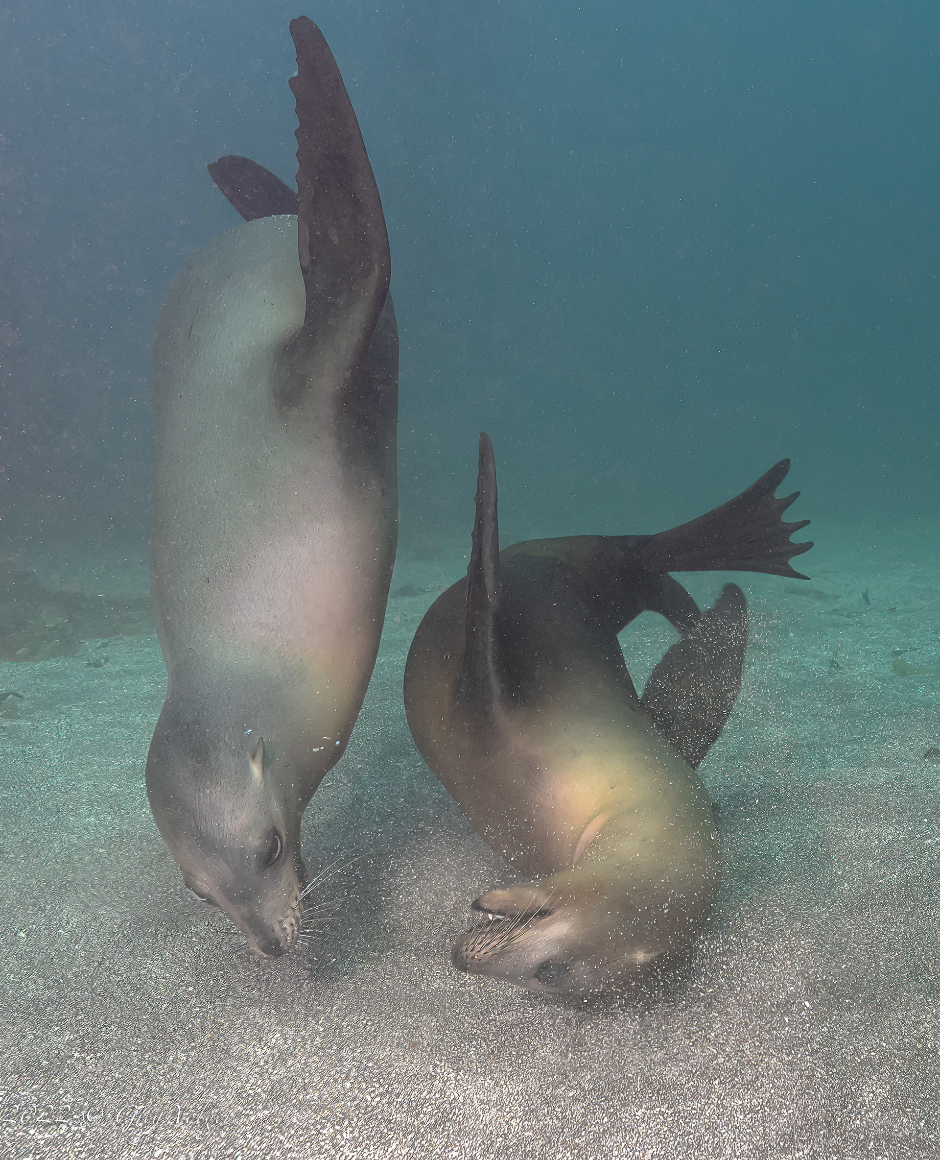 Sea Lions Santa Barbara Island
