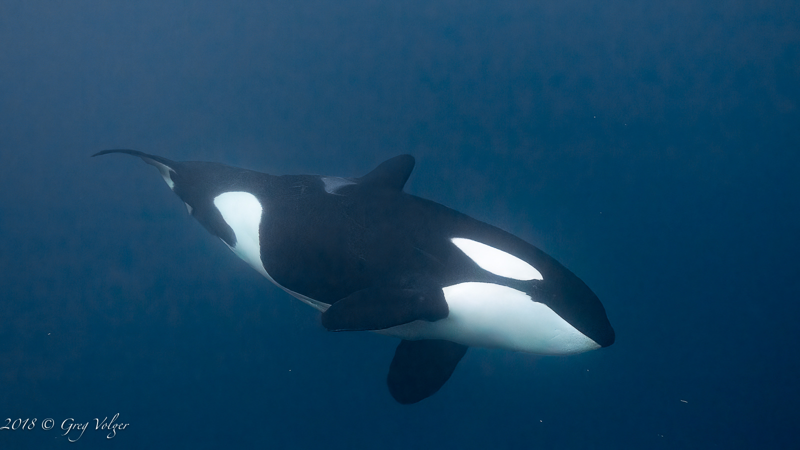 Orca