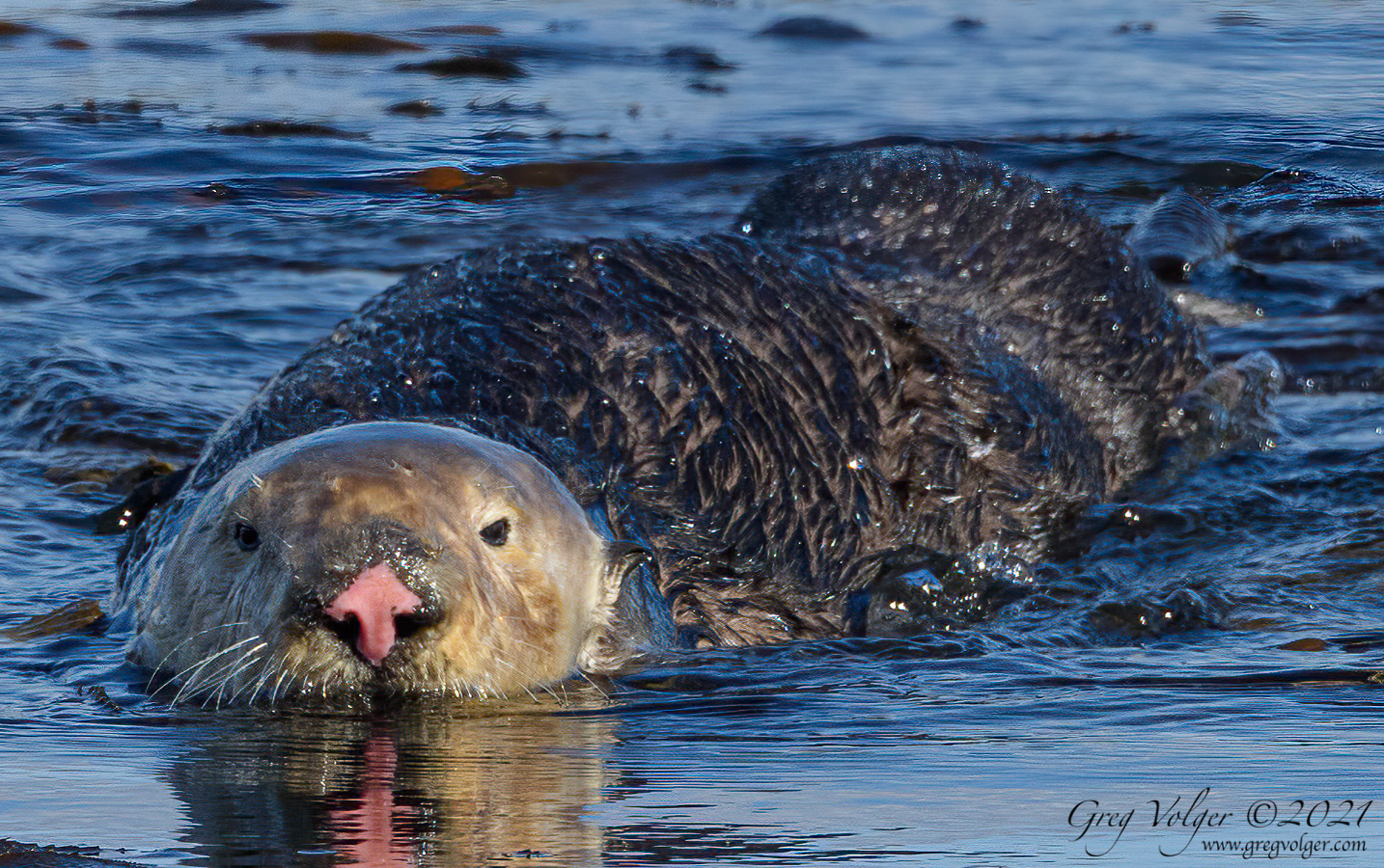 Sea otter Morro Bay