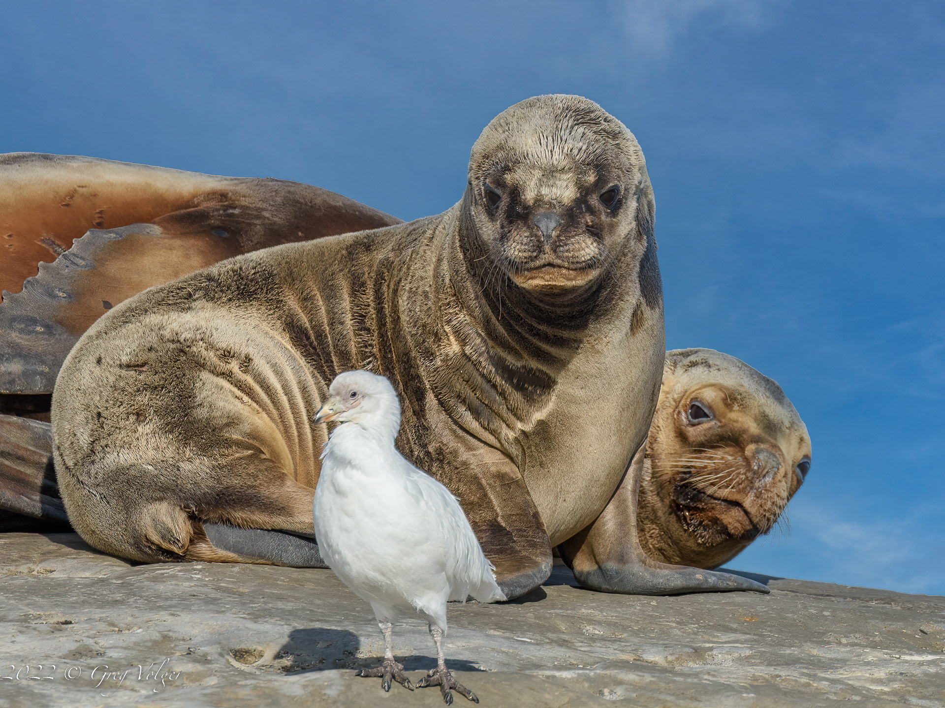 Southern Sea Lion