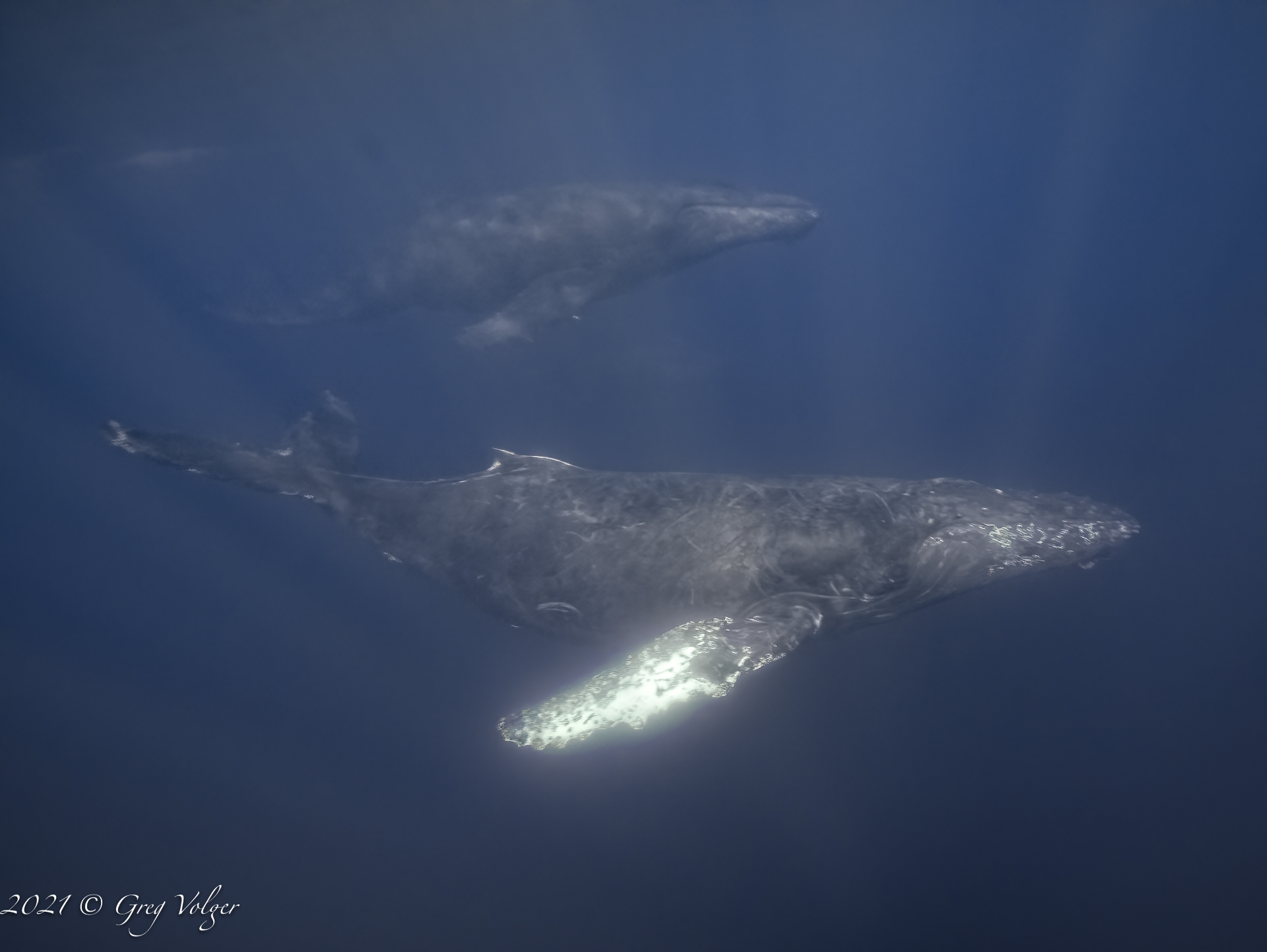 Magdalena Bay, Humpback whales