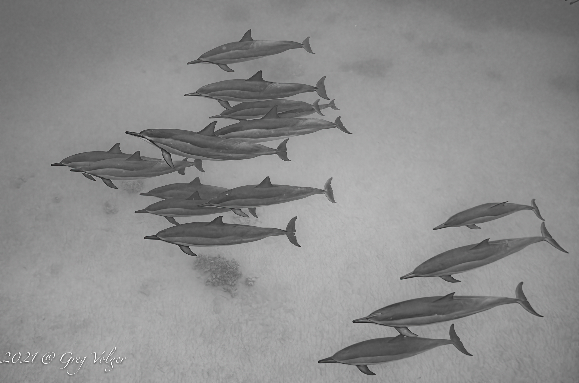 Spinner Dolphin