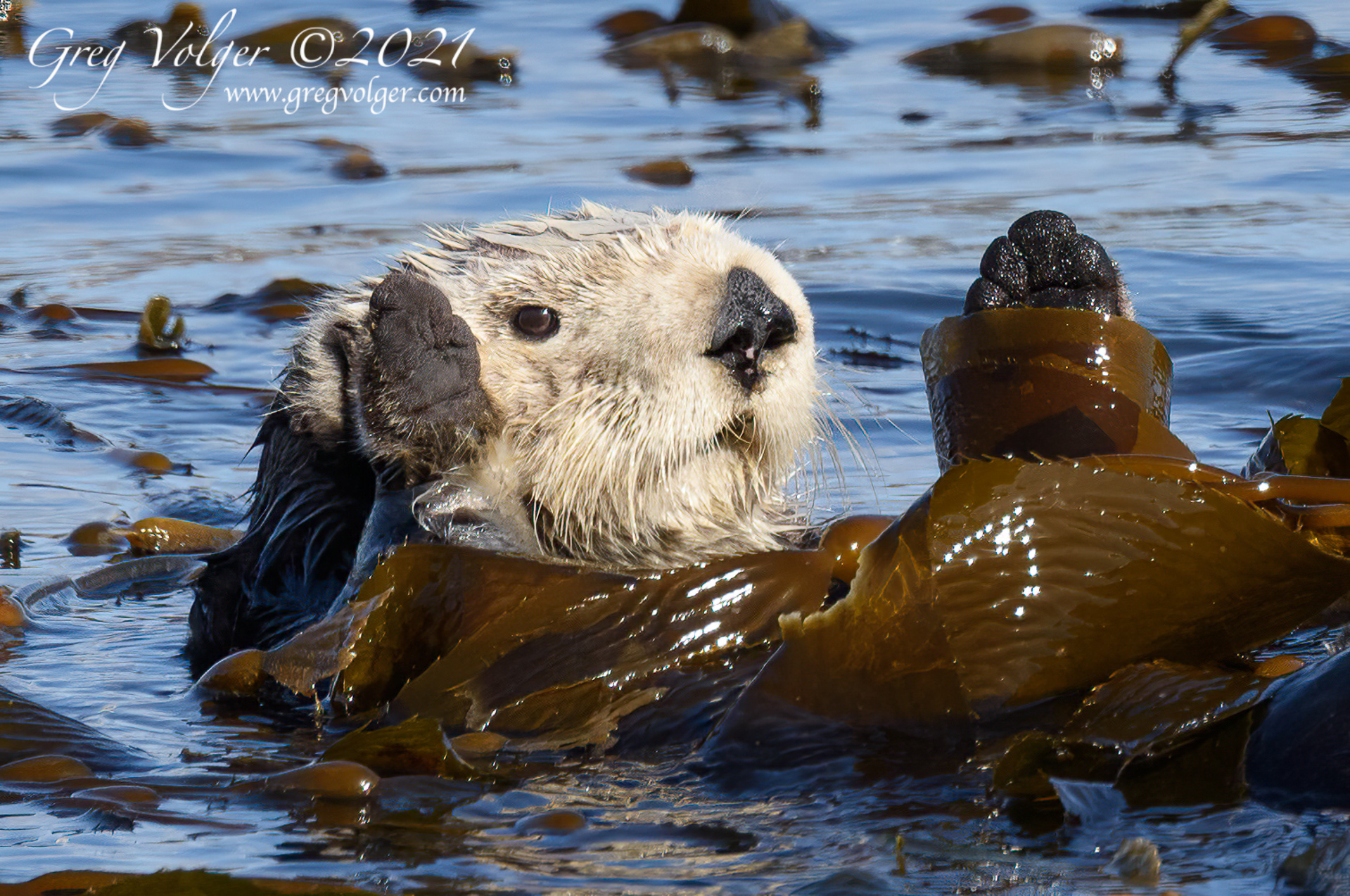 Sea otter Morro Bay