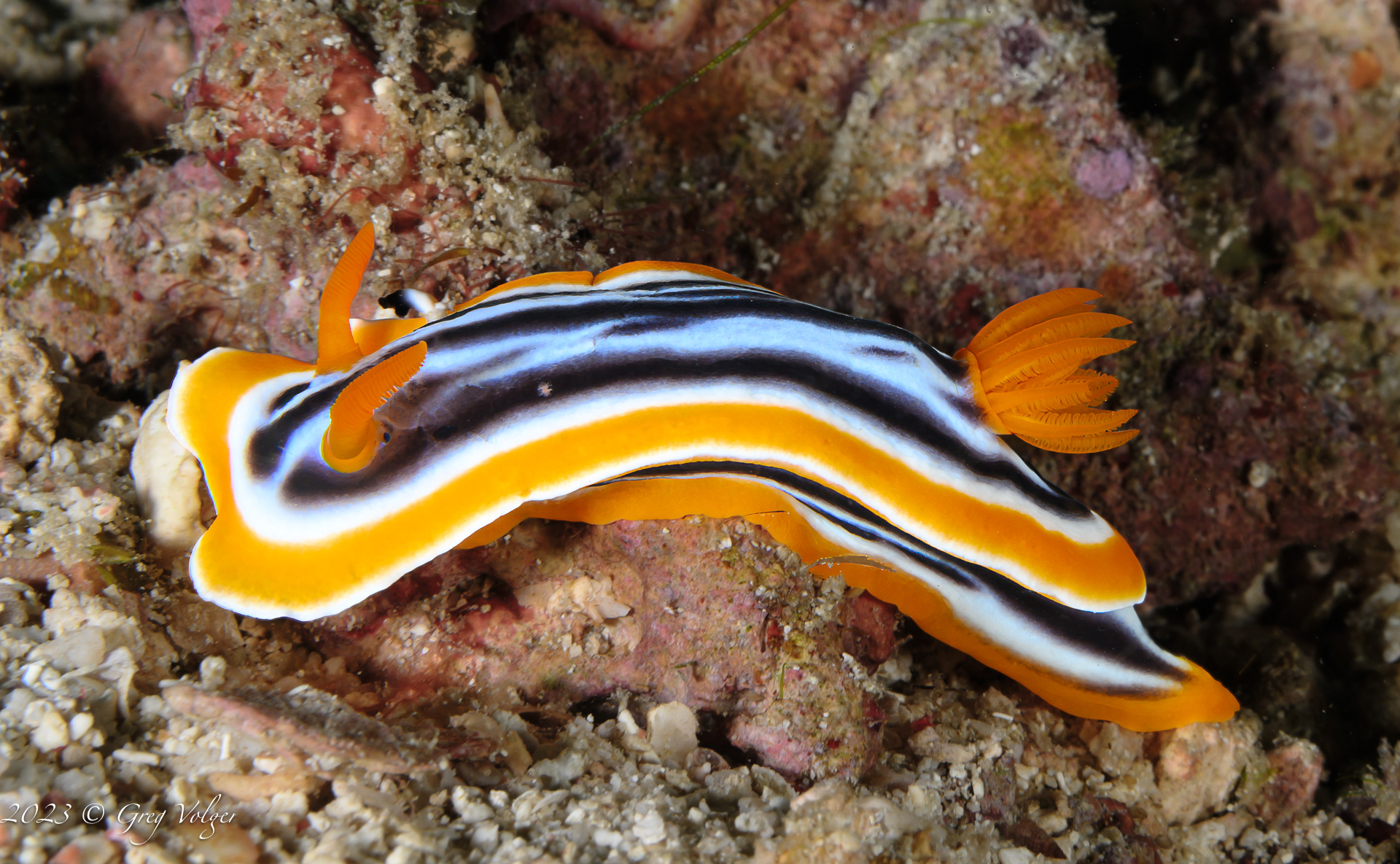 Nudibranch